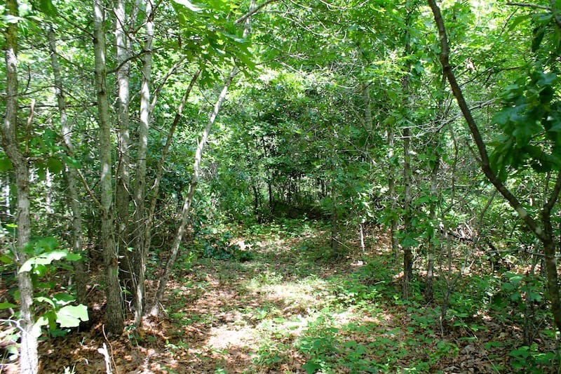 Green Mountain Ranch Tract 21 photo 7