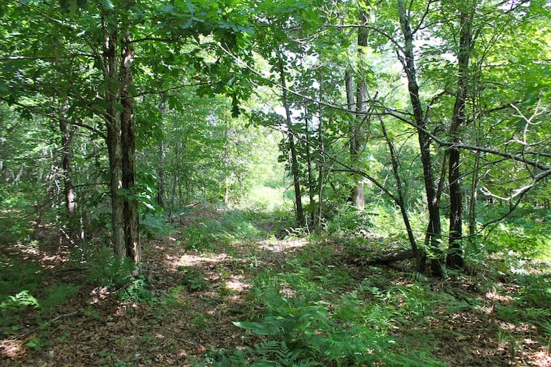Green Mountain Ranch Tract 21 photo 8