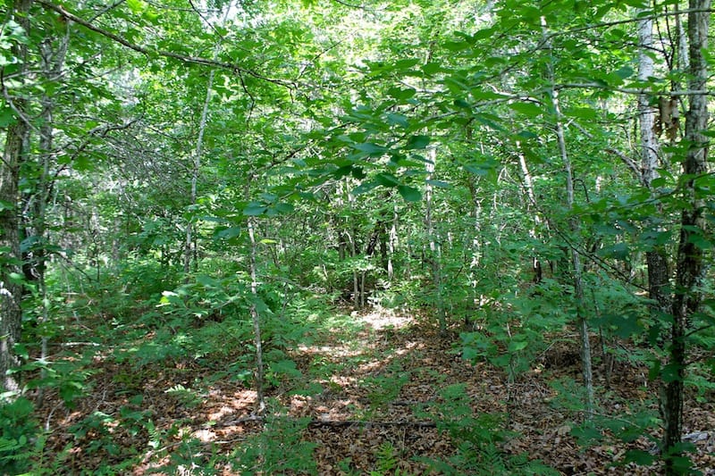 Green Mountain Ranch Tract 21 photo 9