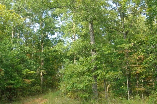 Sugartree Falls Tract 6 photo 4