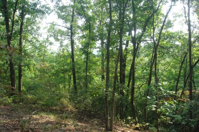 Sugartree Falls Tract 6 photo 5
