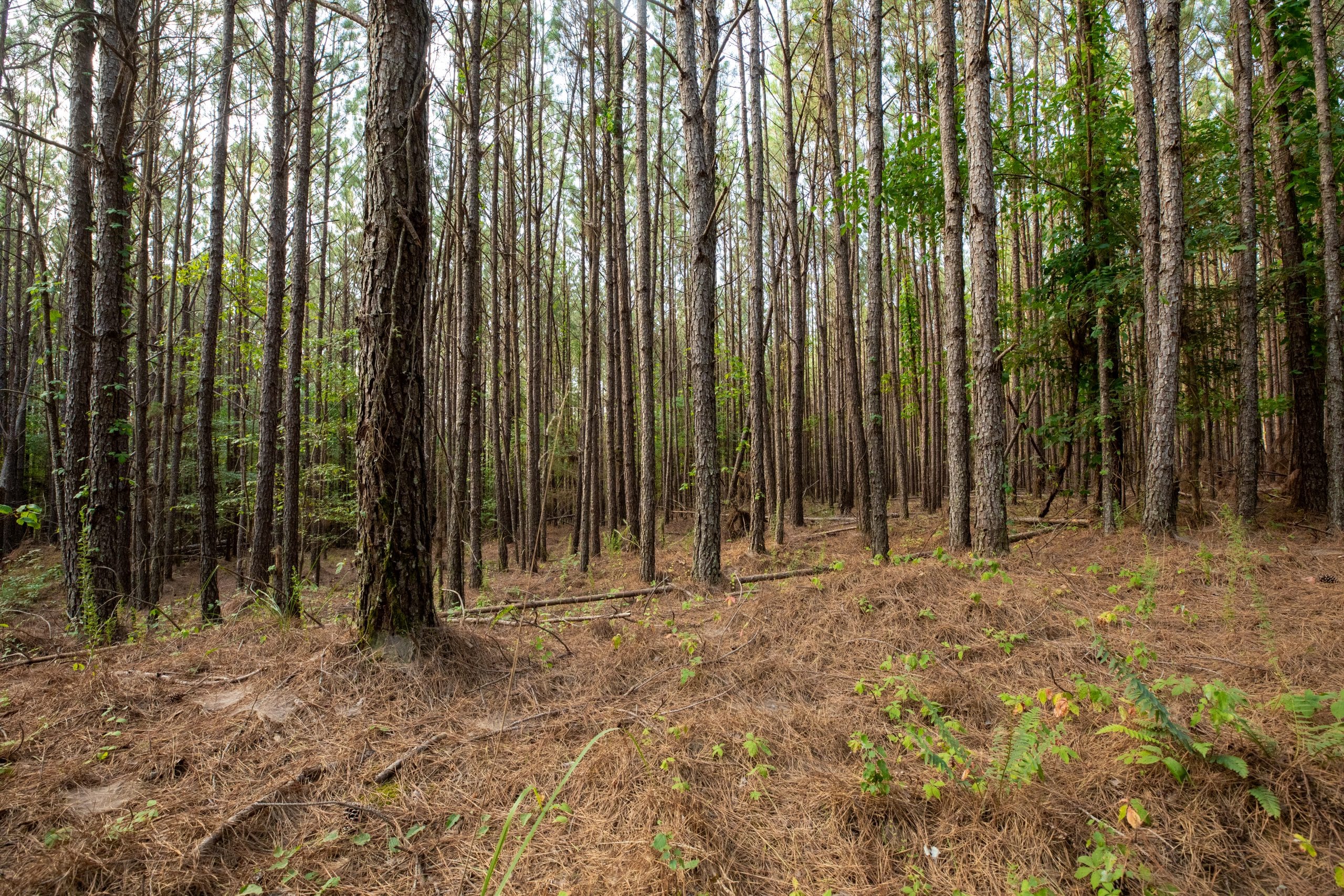 Whiskey Ridge Tract 79 photo 1