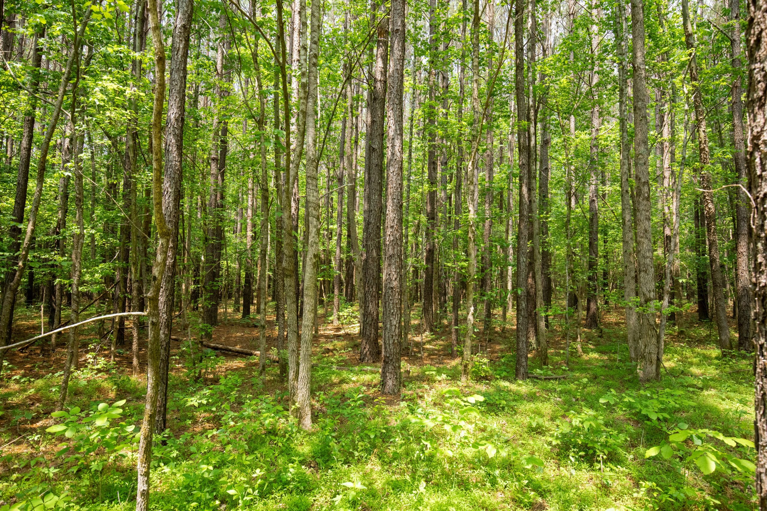 Whiskey Ridge Tract 79 photo 2