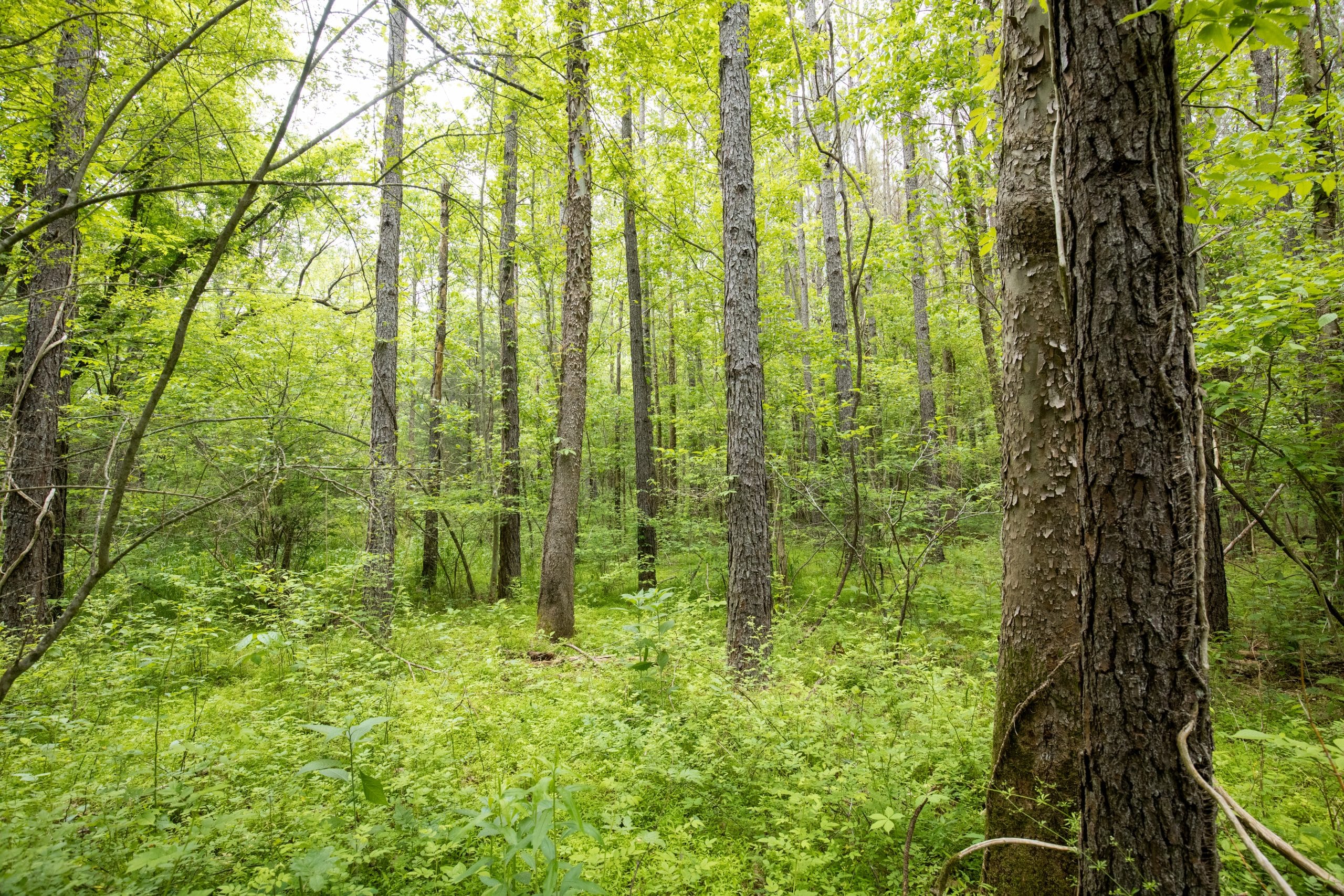 Whiskey Ridge Tract 79 photo 4