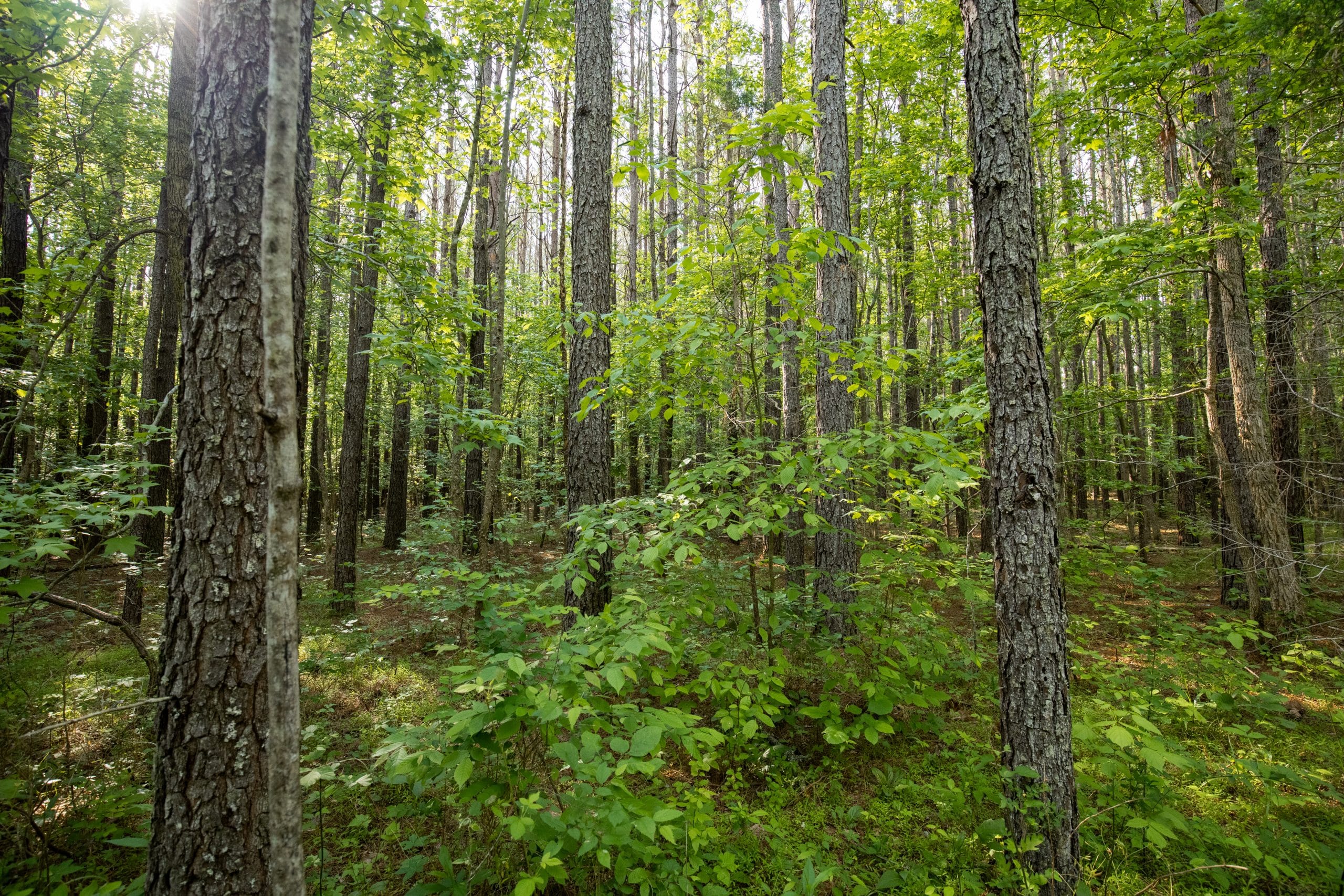 Whiskey Ridge Tract 79 photo 5