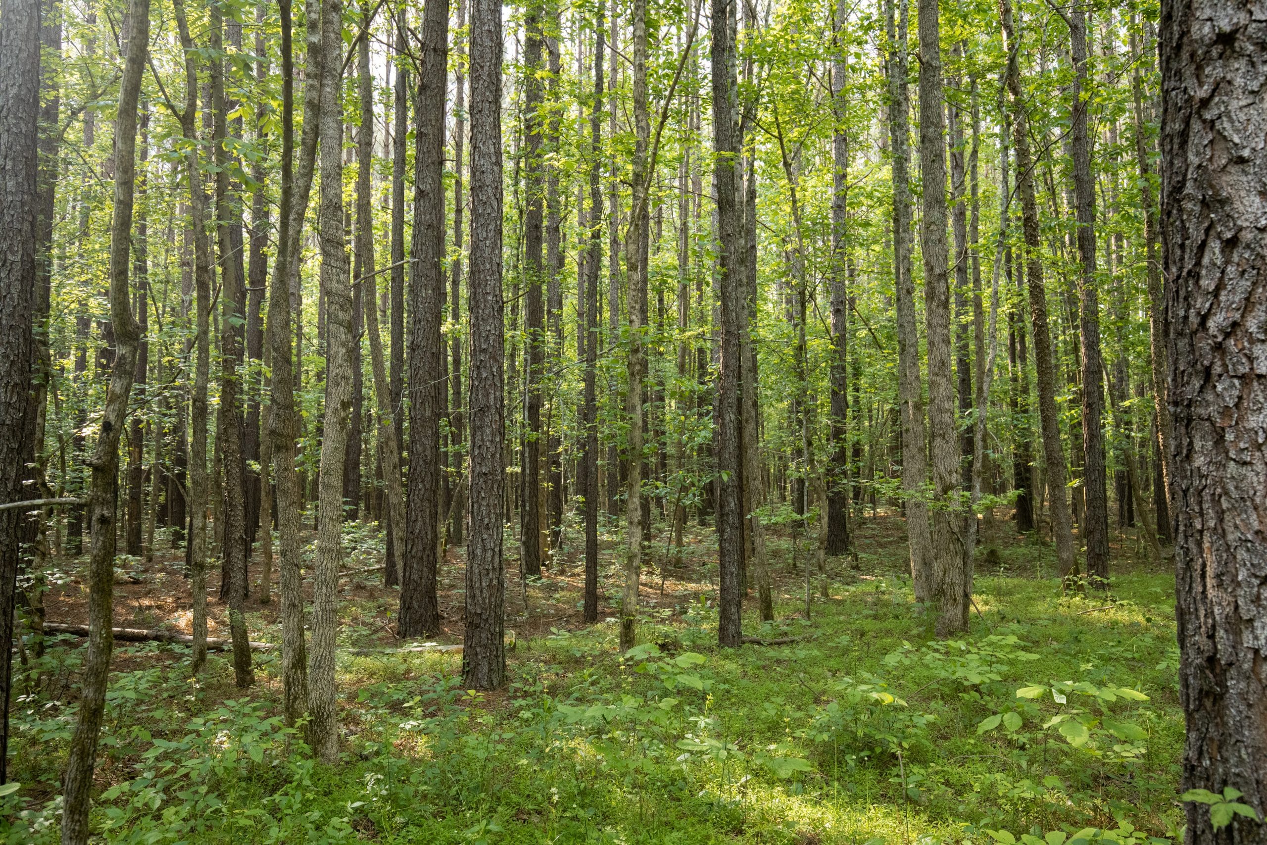 Whiskey Ridge Tract 79 photo 6