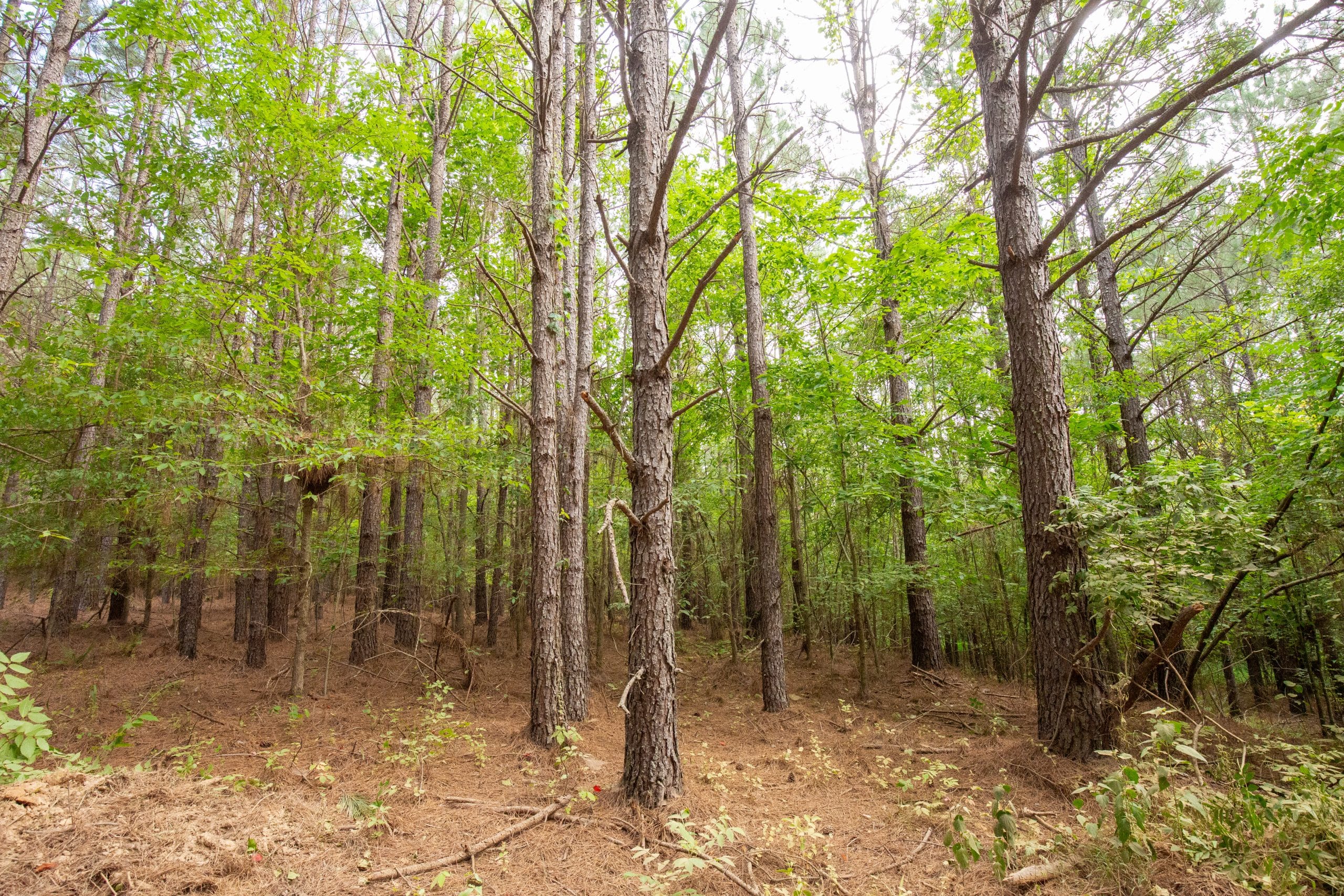 Whiskey Ridge Tract 79 photo 7