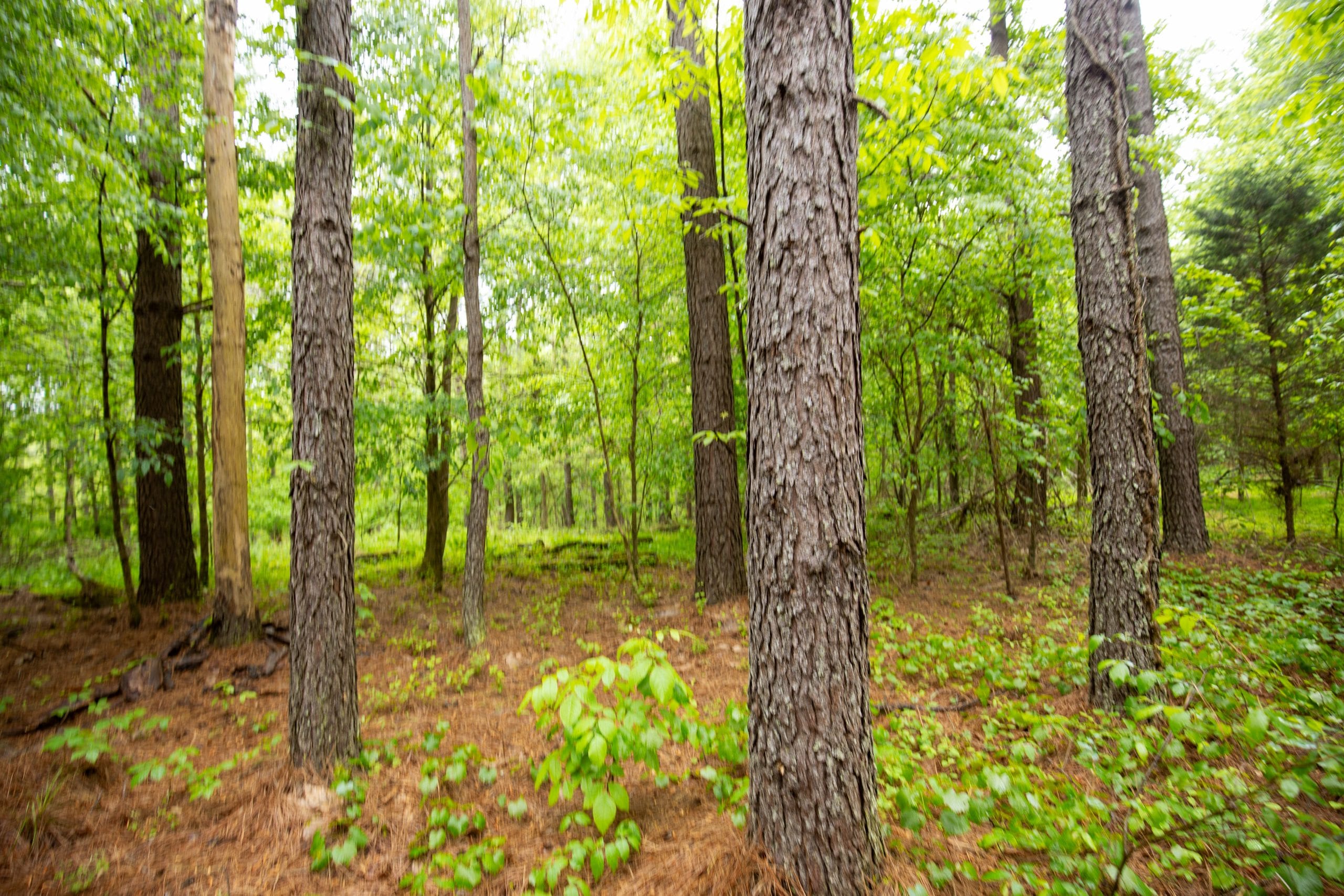 Whiskey Ridge Tract 79 photo 8
