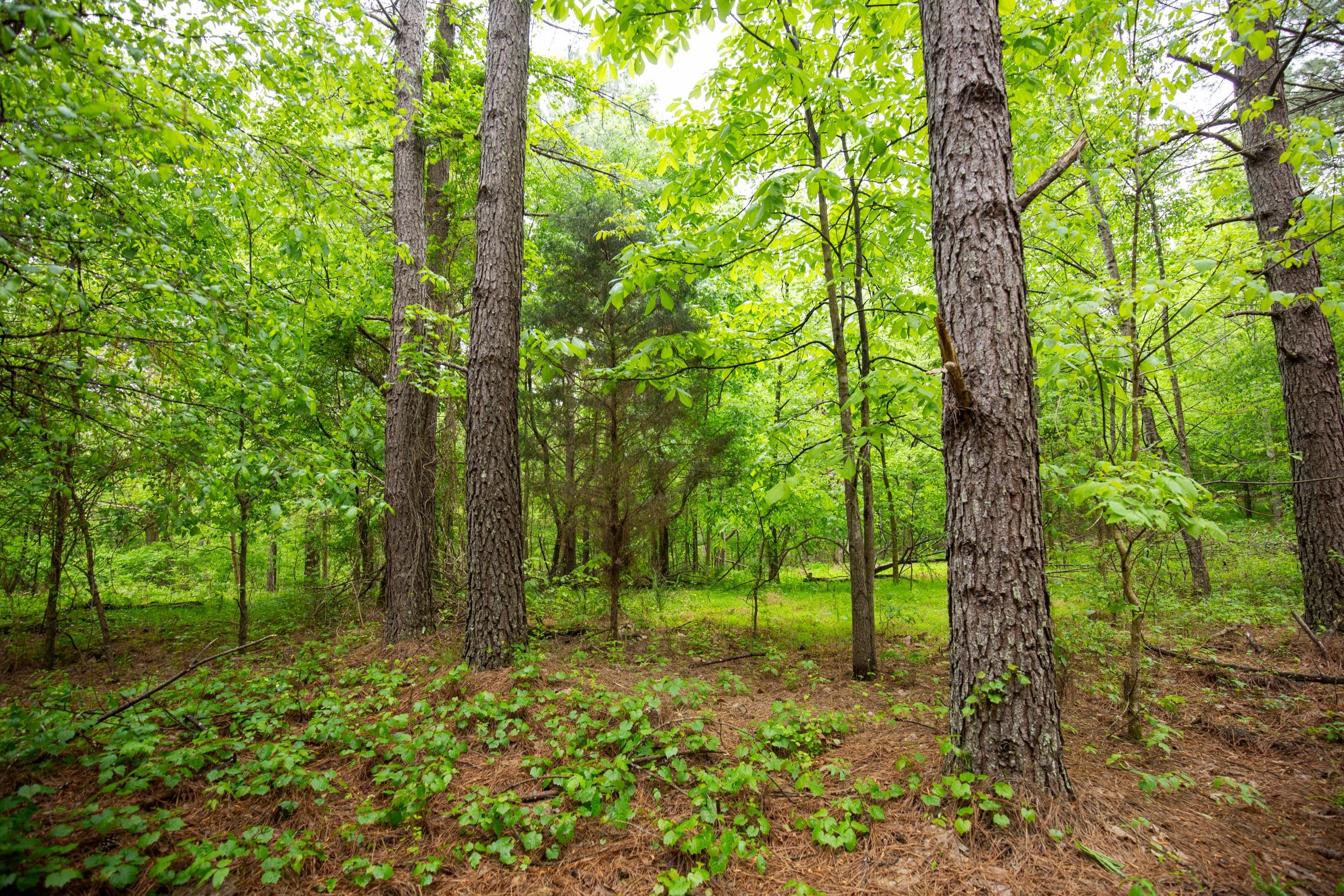 Whiskey Ridge Tract 79 photo 9