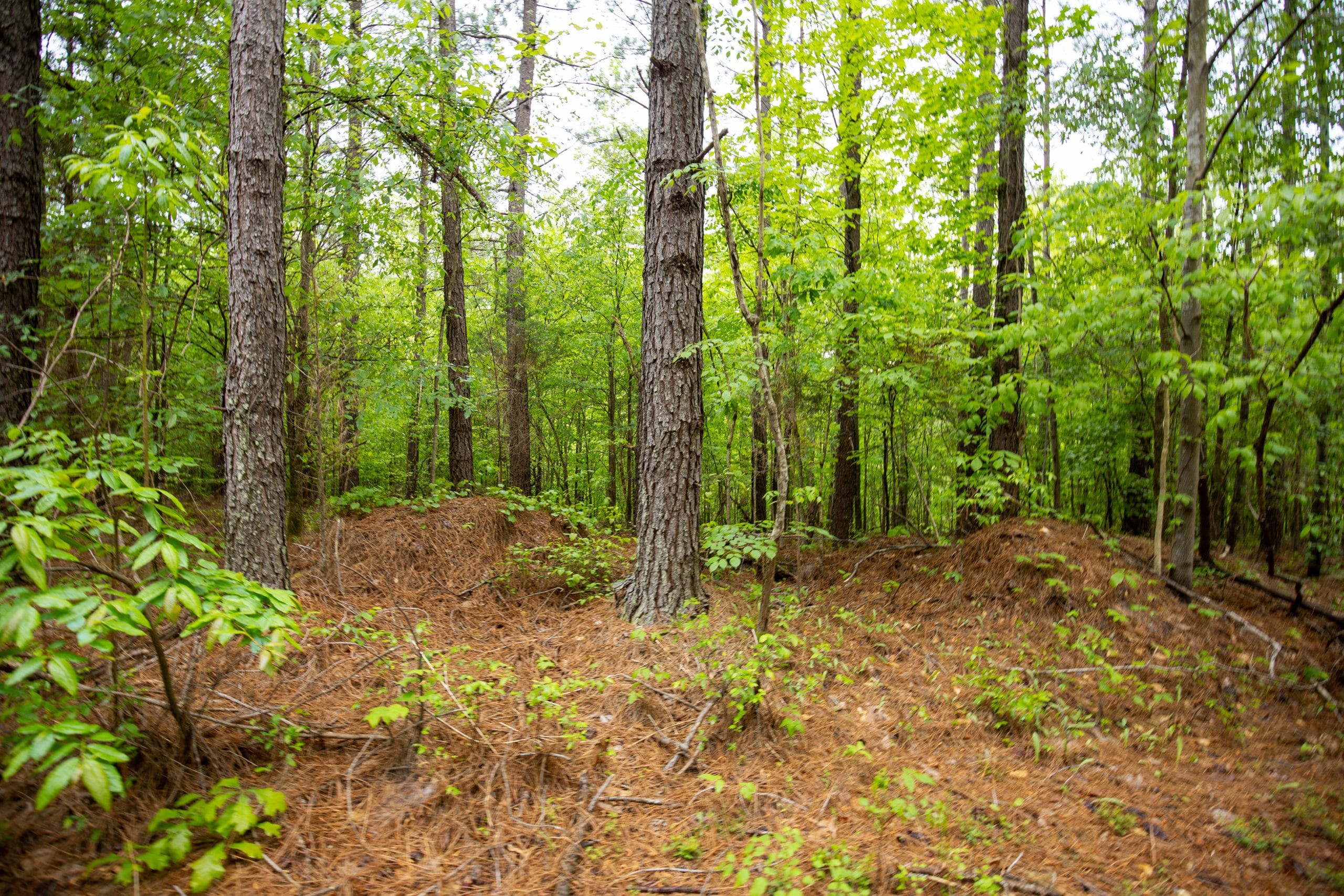 Whiskey Ridge Tract 79 photo 10