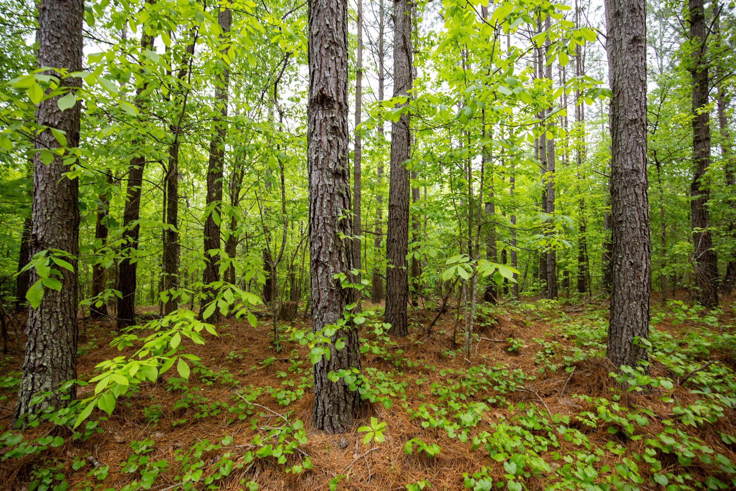 Whiskey Ridge Tract 79 photo 11