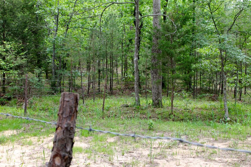 Trophy Ridge Phase II Tract 70 photo 5
