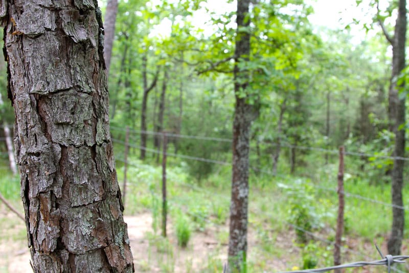 Trophy Ridge Phase II Tract 70 photo 6