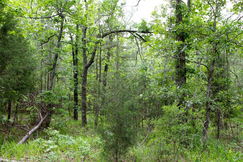 Trophy Ridge Phase II Tract 70 photo 7
