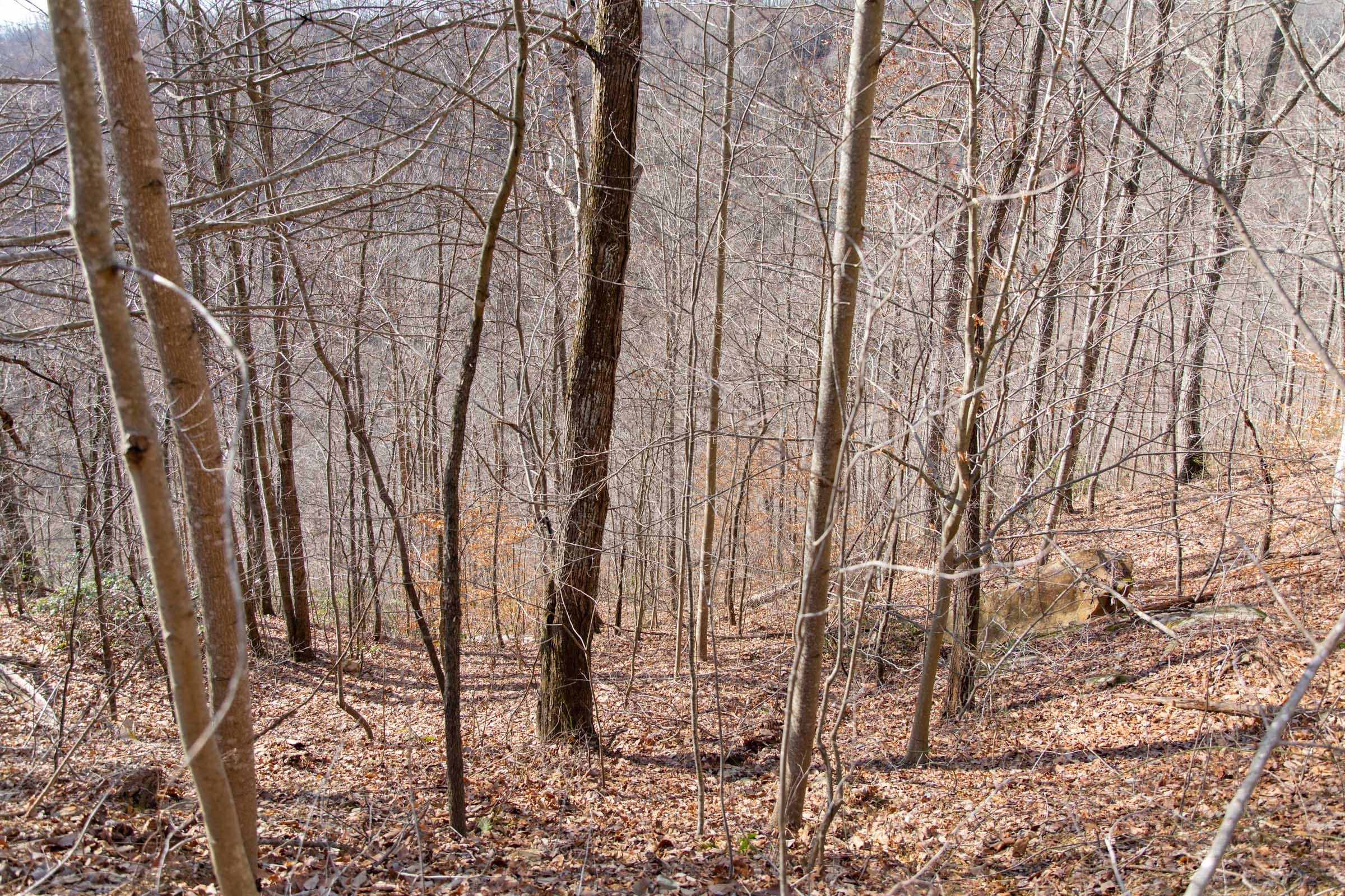 Blackstone Mountain Phase I Tract 36 photo 8