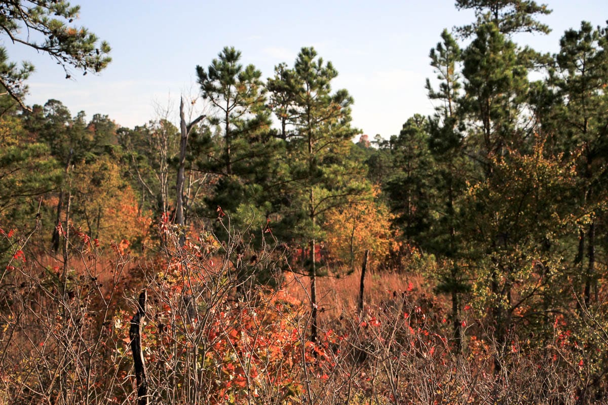 Stone Creek Phase III Tract 22 photo 9