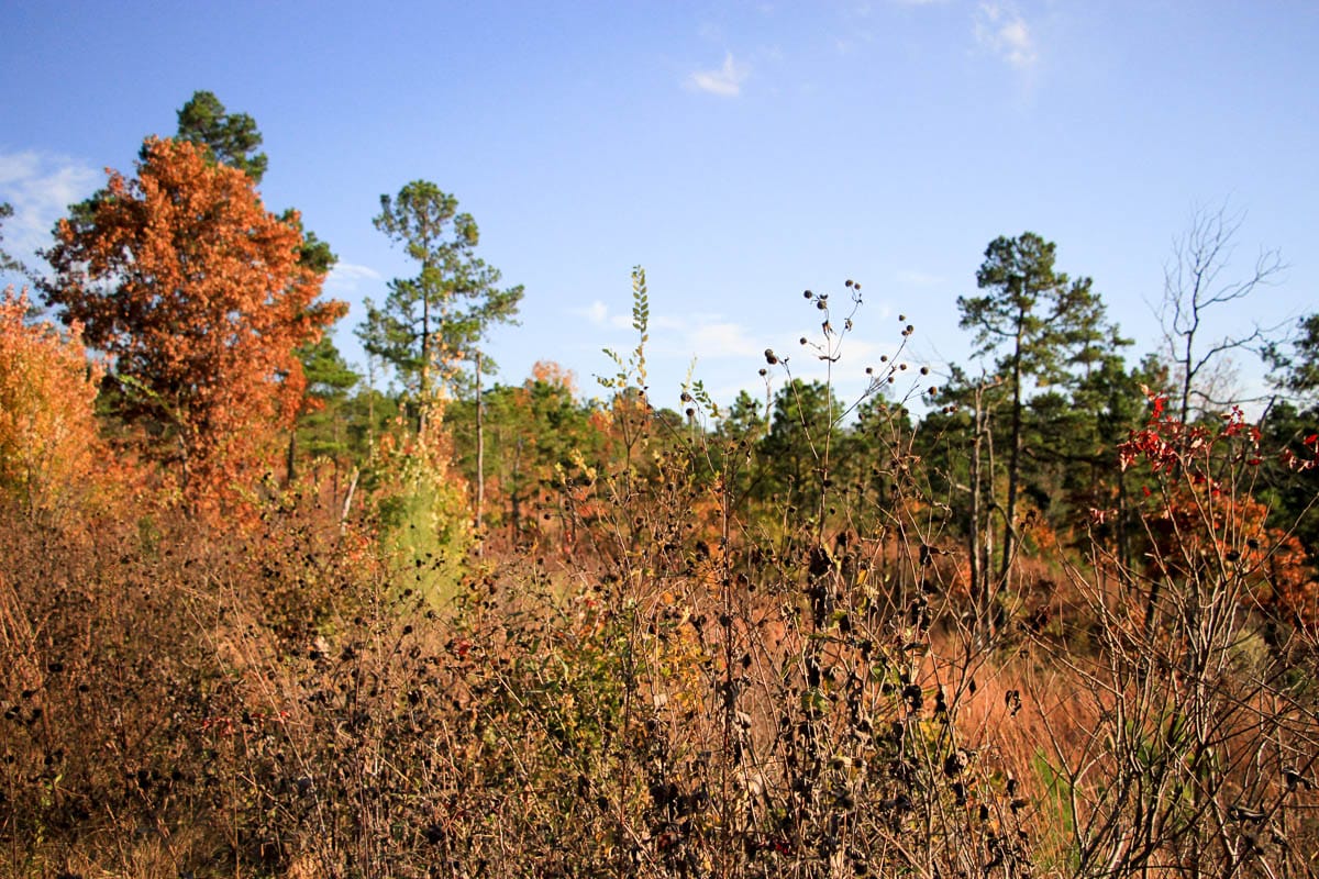 Stone Creek Phase III Tract 22 photo 10