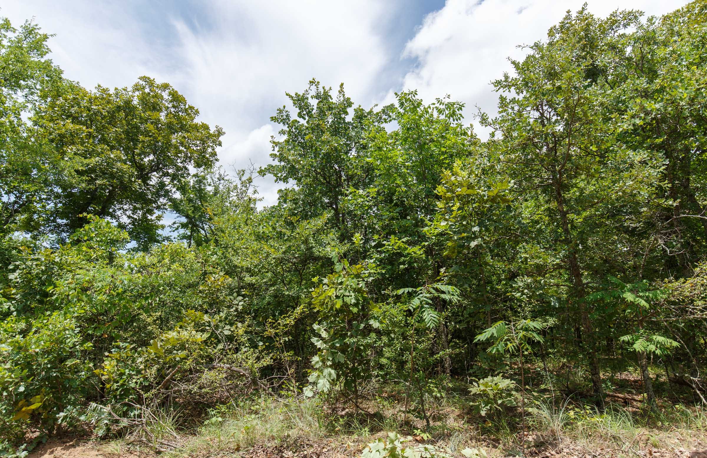 Timber Ridge Tract 8 photo 3