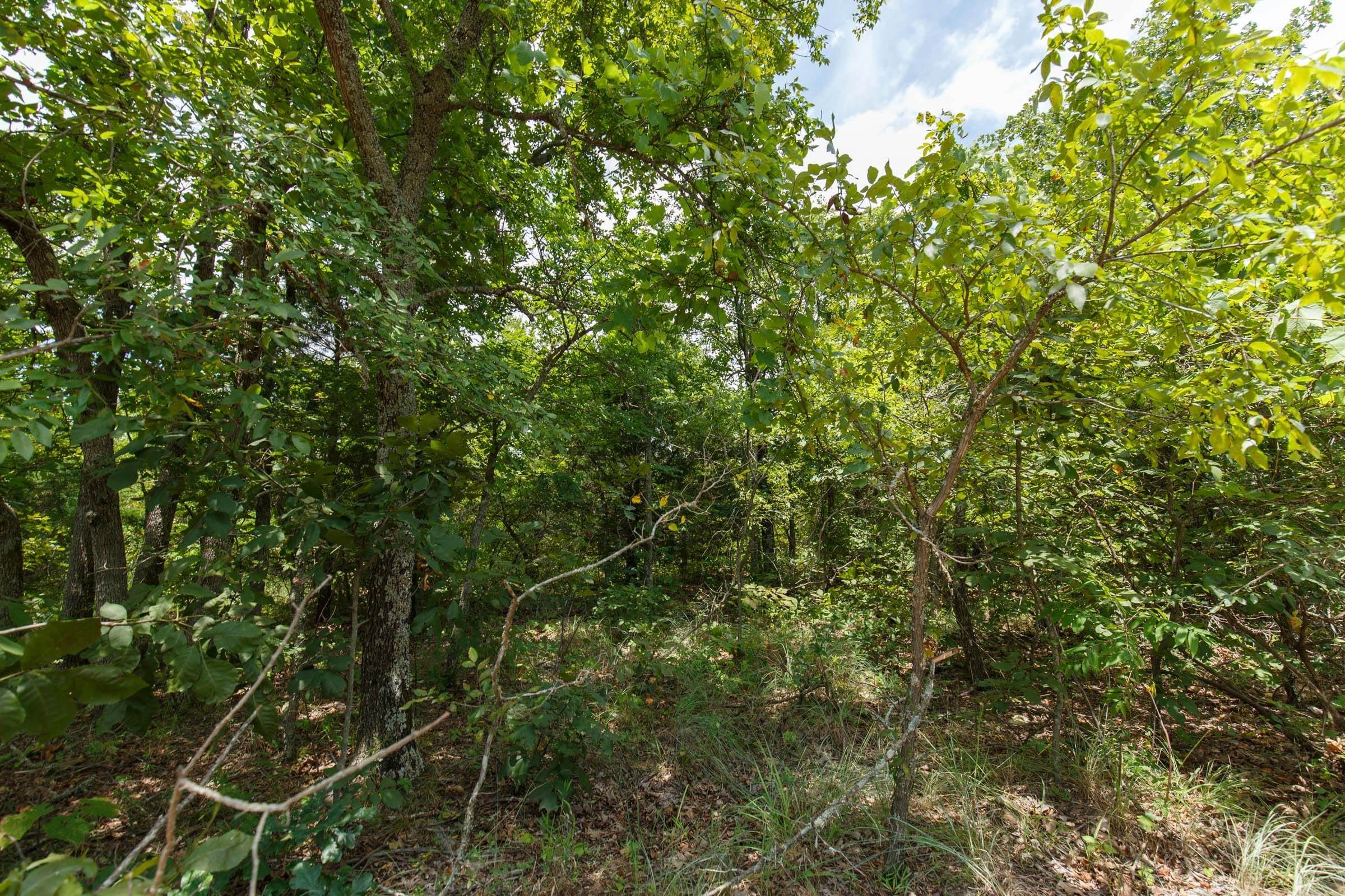 Timber Ridge Tract 8 photo 4