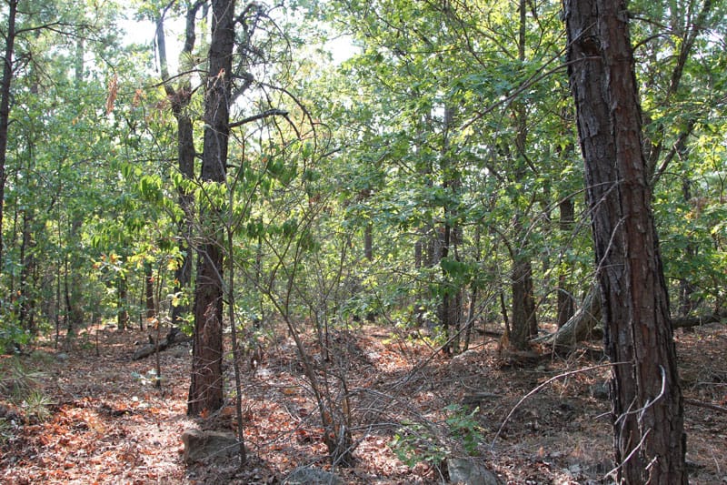 Trophy Ridge Phase I Tract 51 photo 4