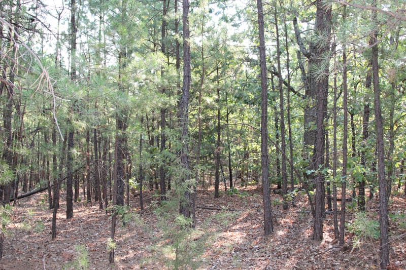Trophy Ridge Phase I Tract 51 photo 5