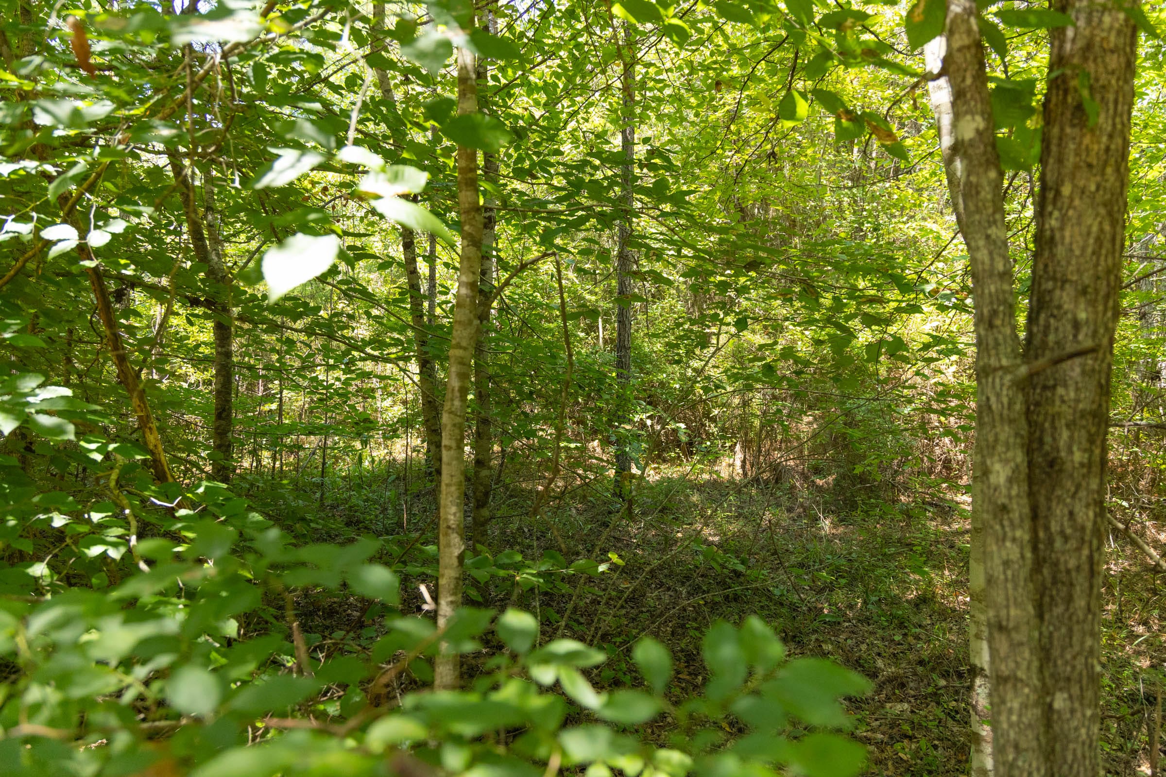 Olive Hill Tract 3 photo 12