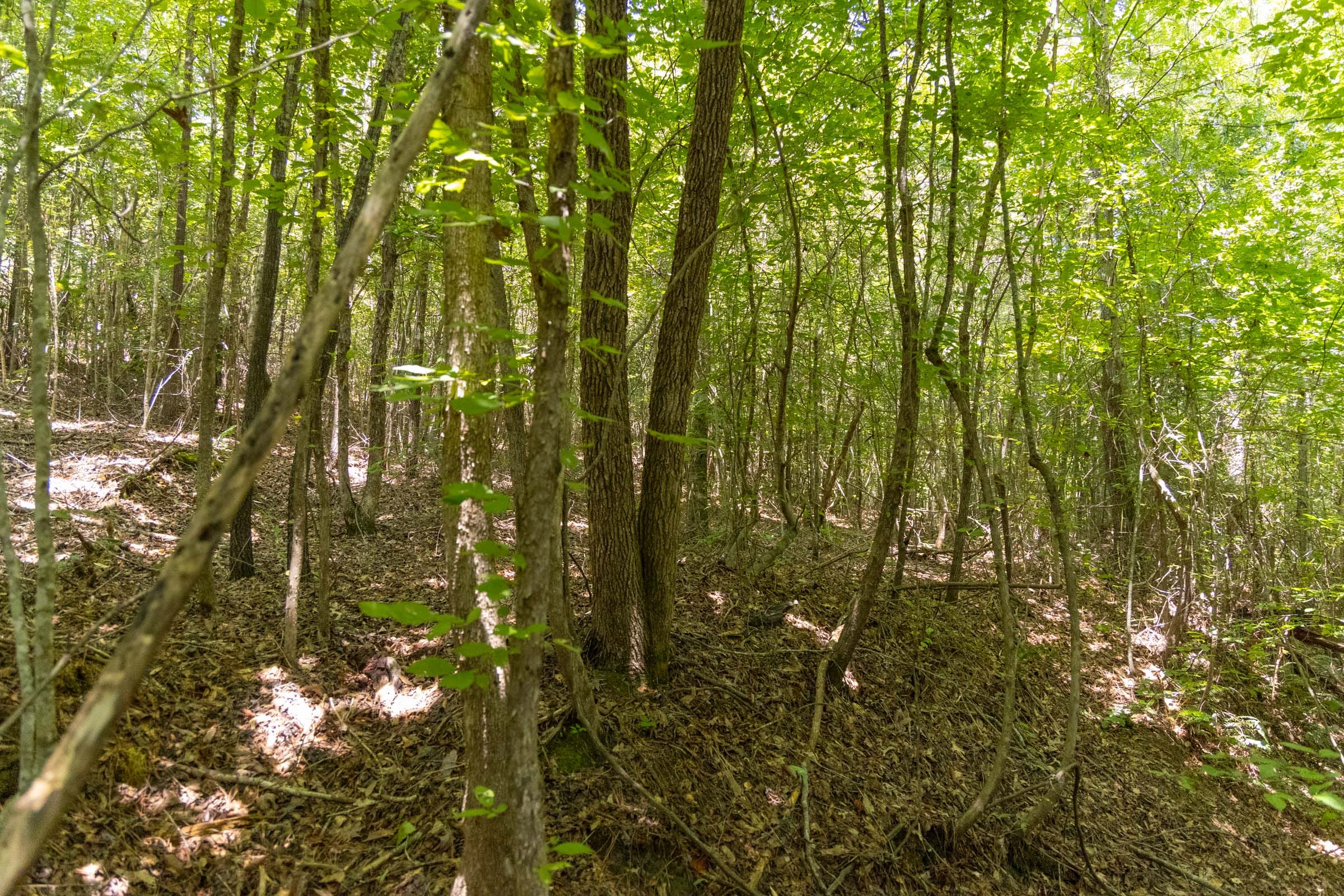 Olive Hill Tract 3 photo 11