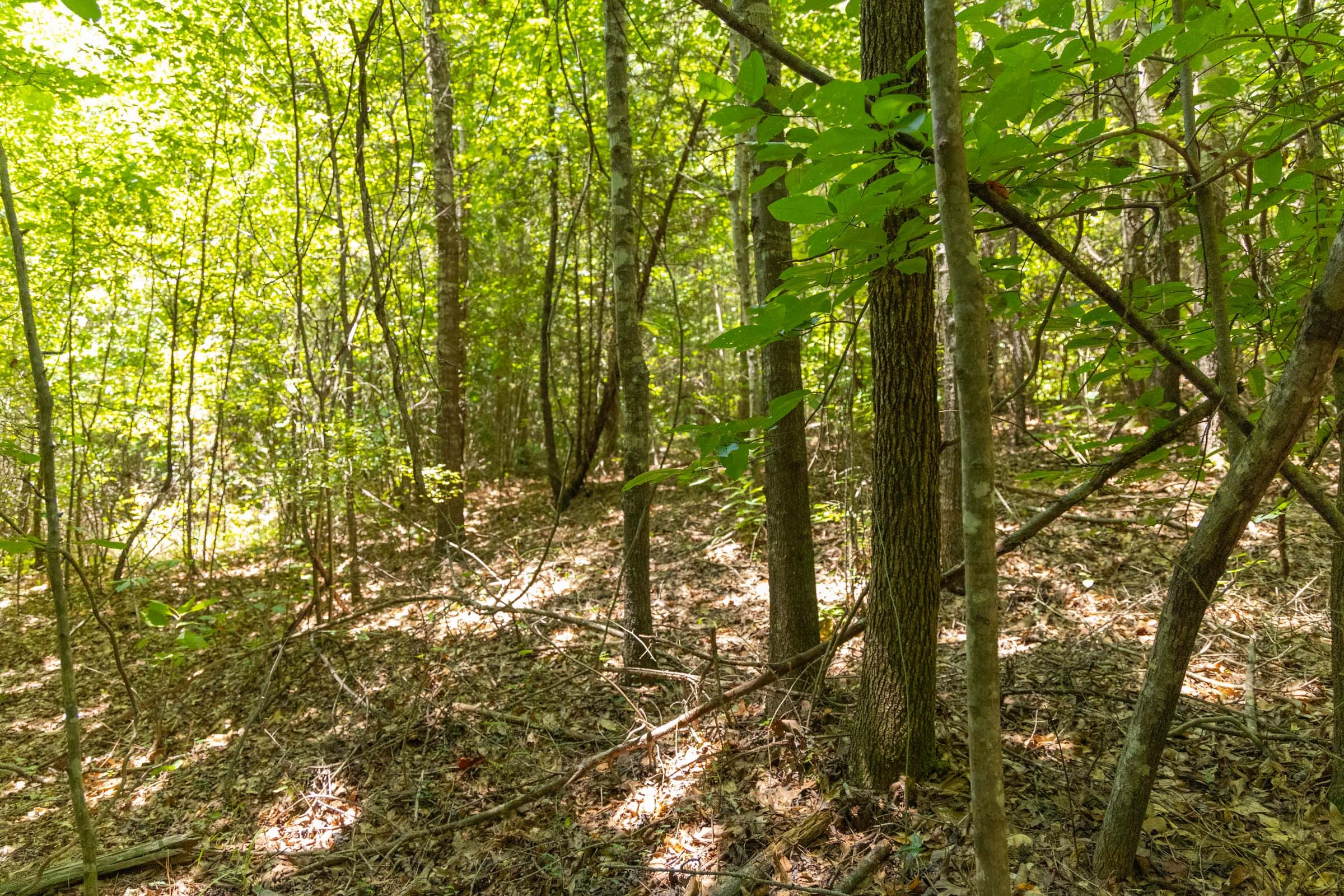 Olive Hill Tract 3 photo 10