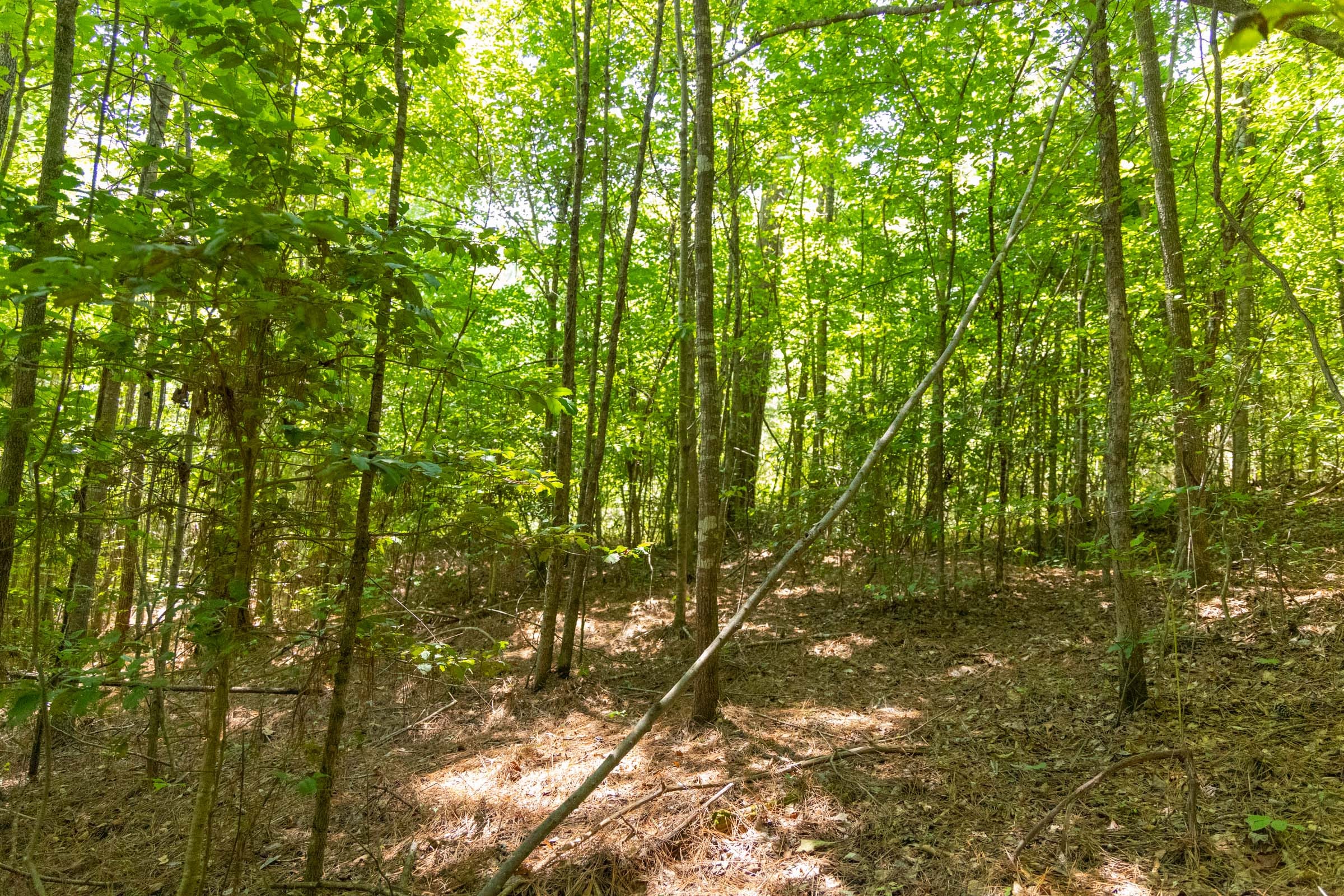 Olive Hill Tract 3 photo 9