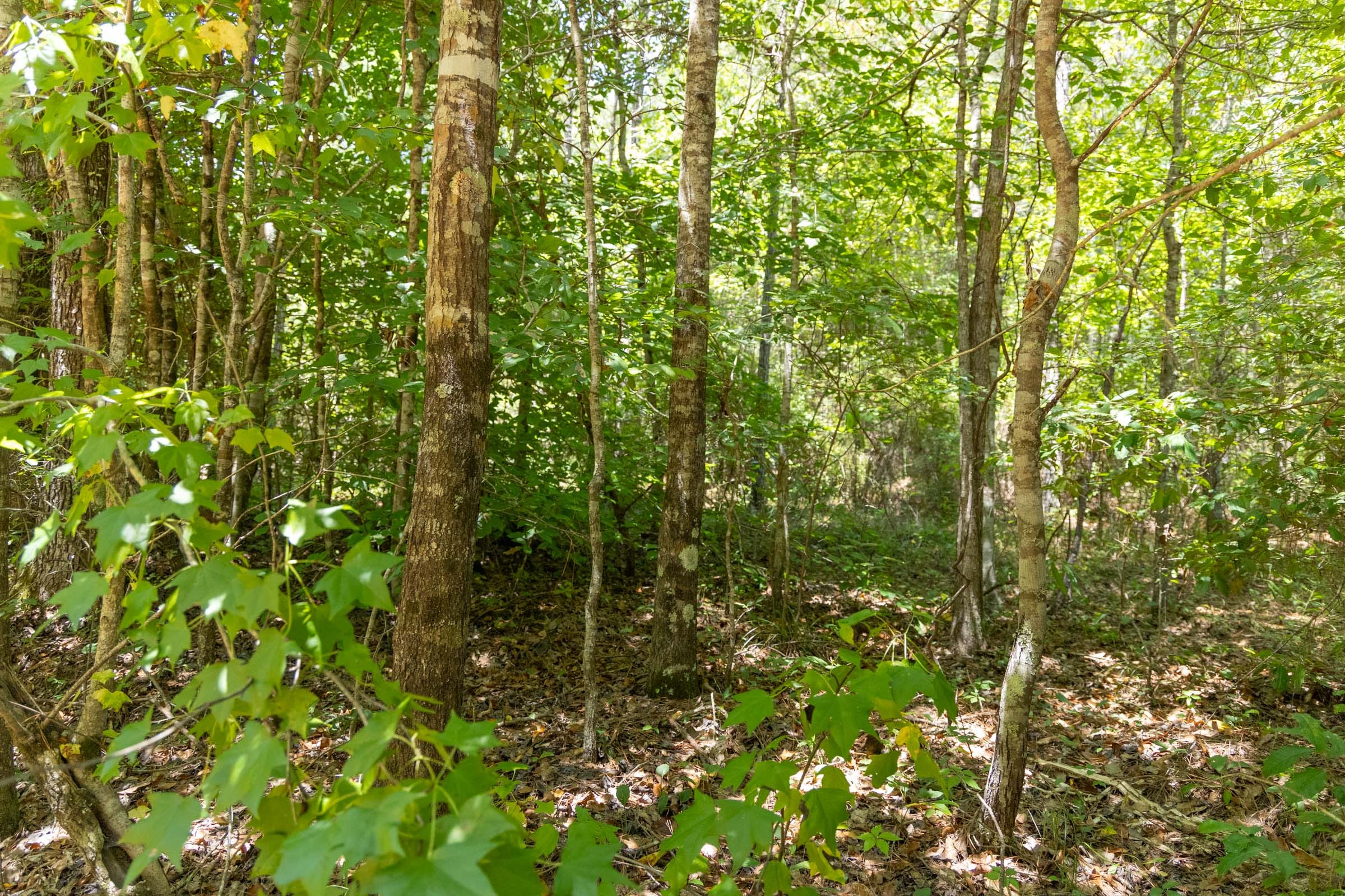 Olive Hill Tract 3 photo 8