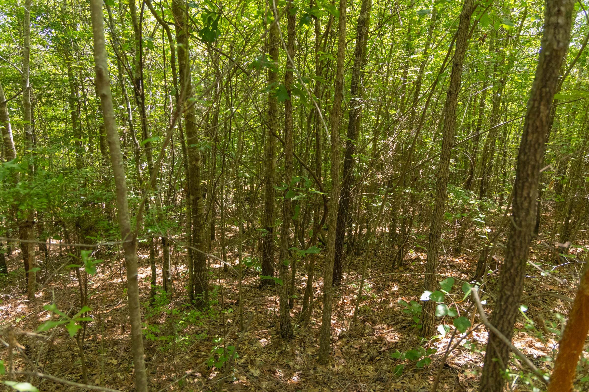 Olive Hill Tract 3 photo 7