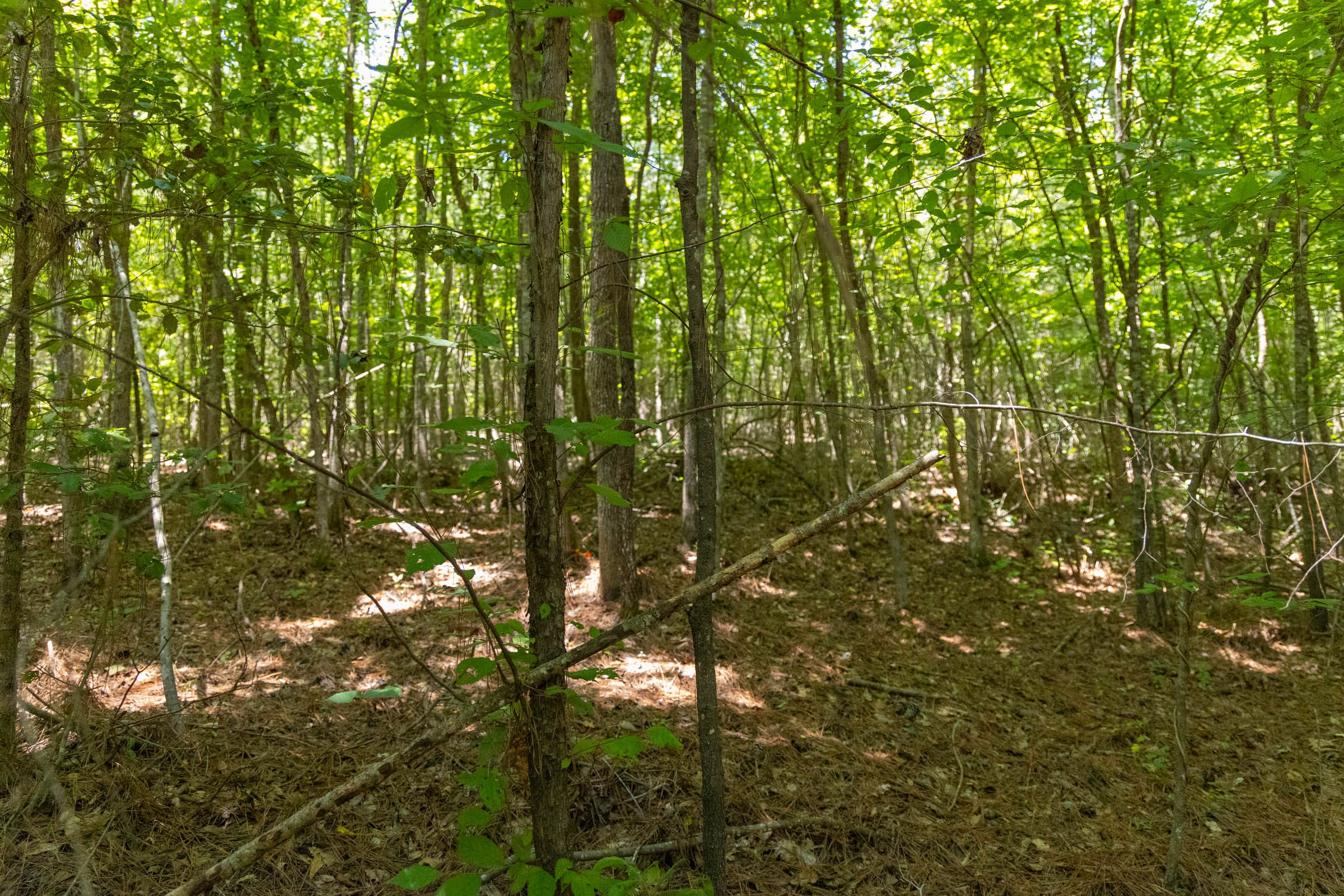 Olive Hill Tract 3 photo 6