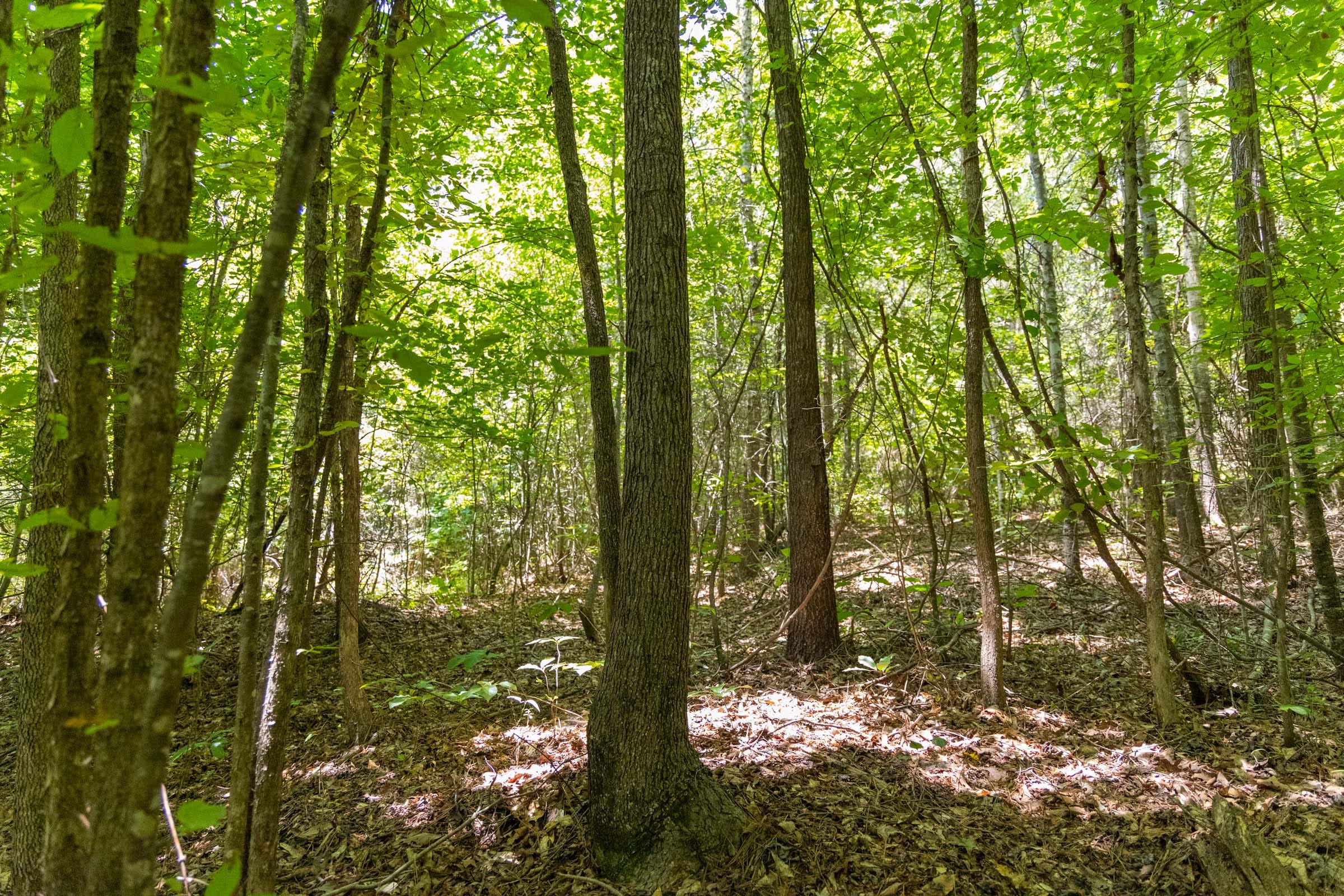 Olive Hill Tract 3 photo 4