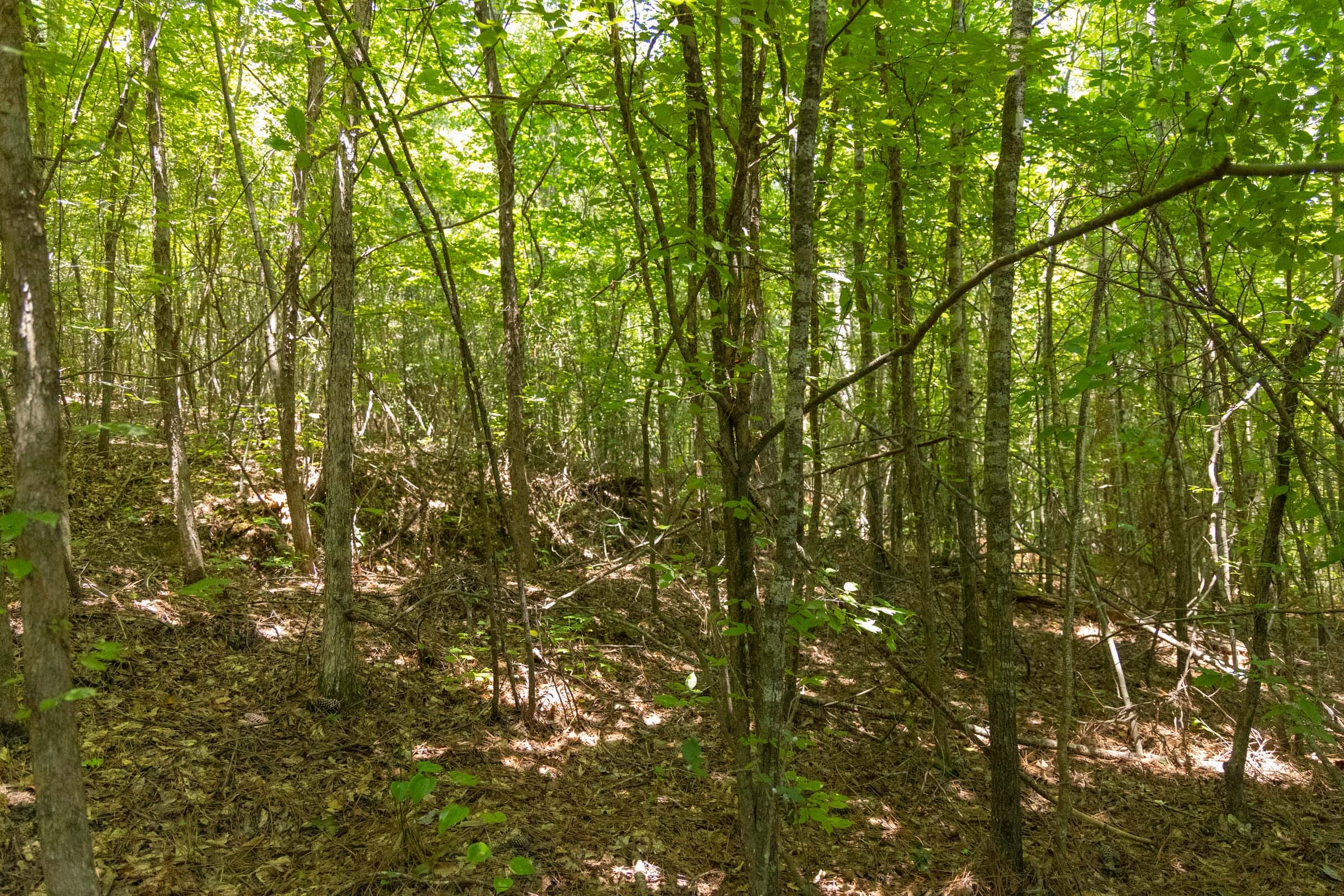 Olive Hill Tract 3 photo 3