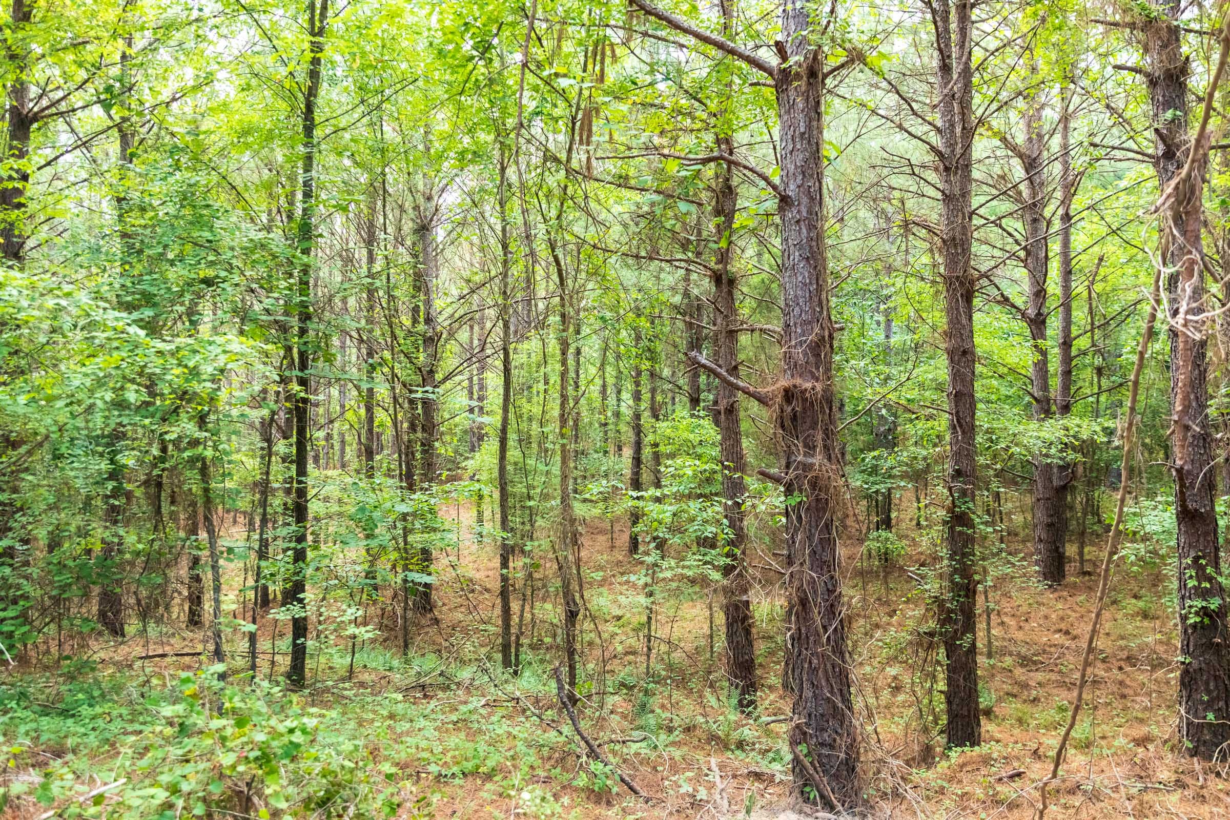 Whiskey Ridge Tract 69 photo 4