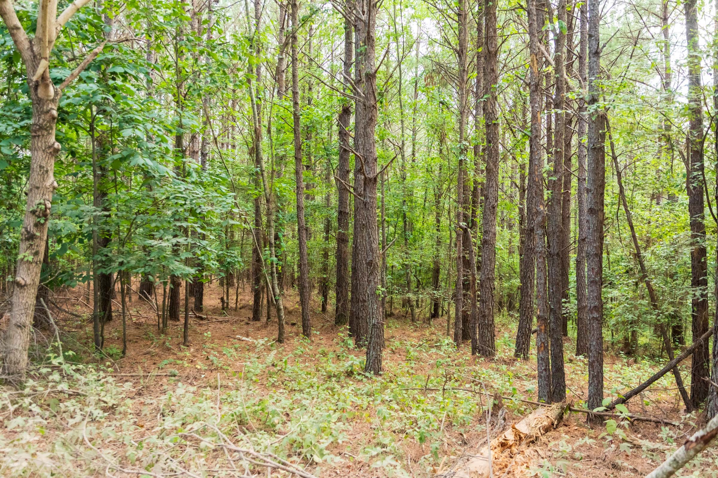 Whiskey Ridge Tract 69 photo 5