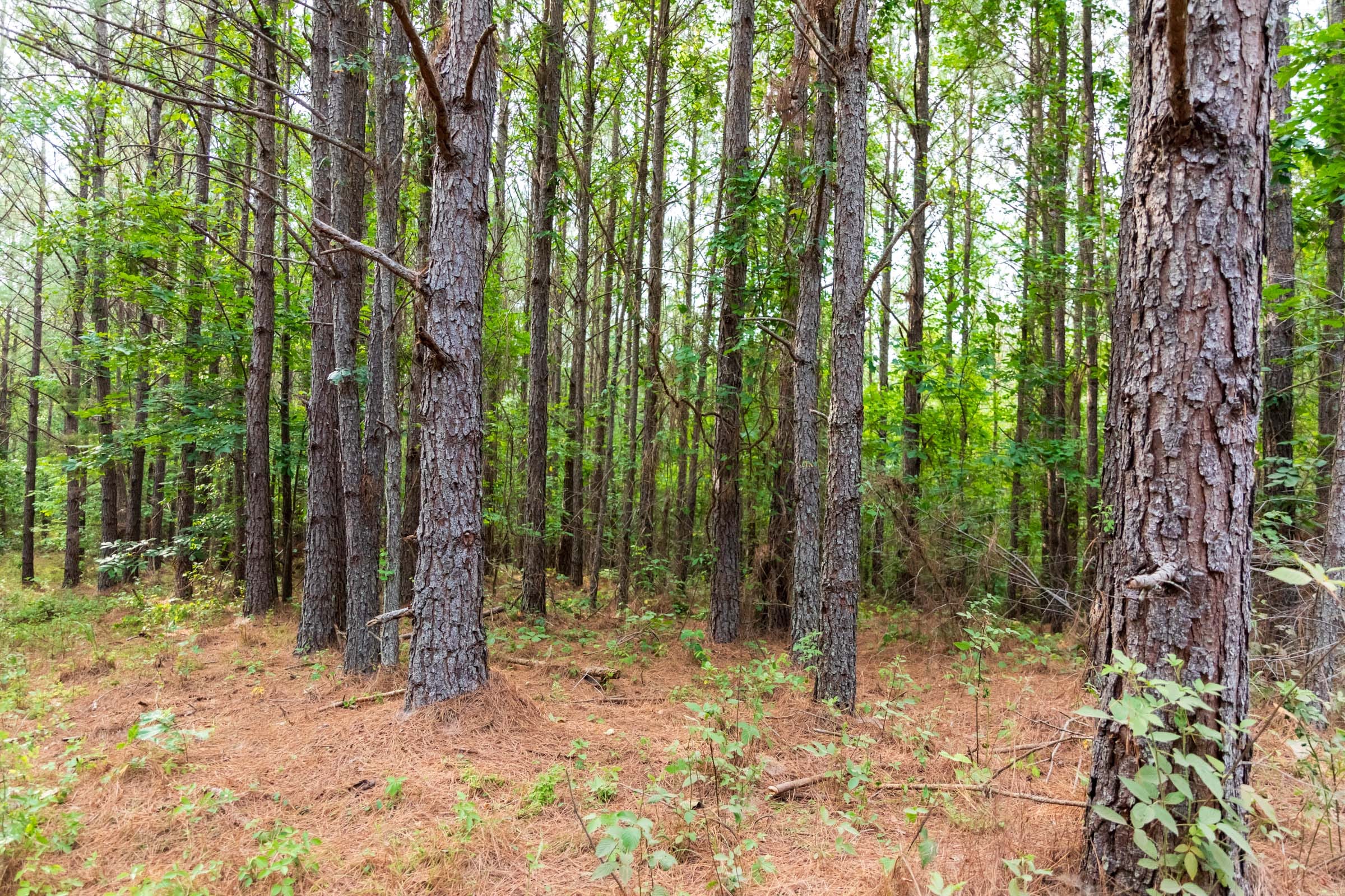 Whiskey Ridge Tract 69 photo 3