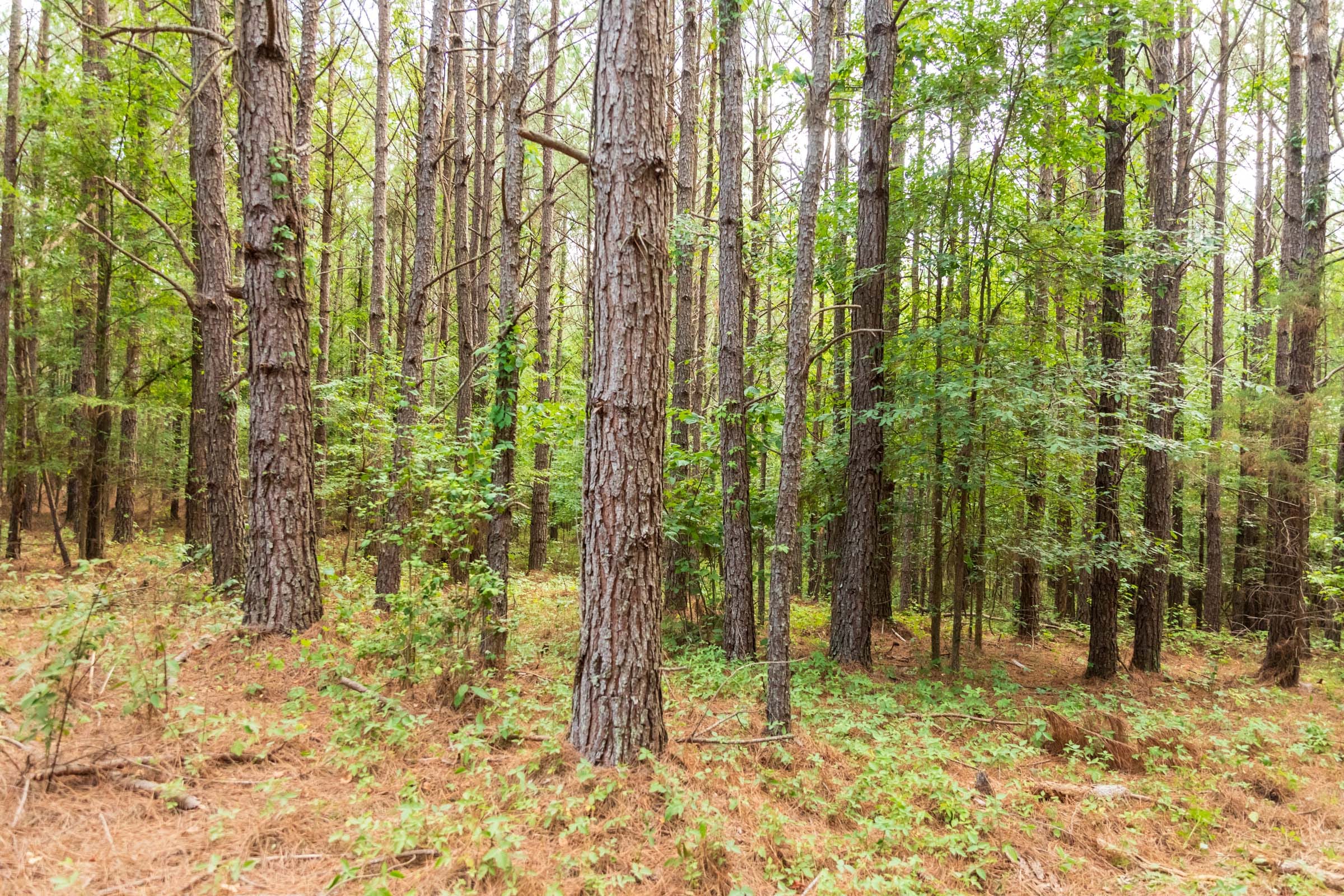 Whiskey Ridge Tract 69 photo 6