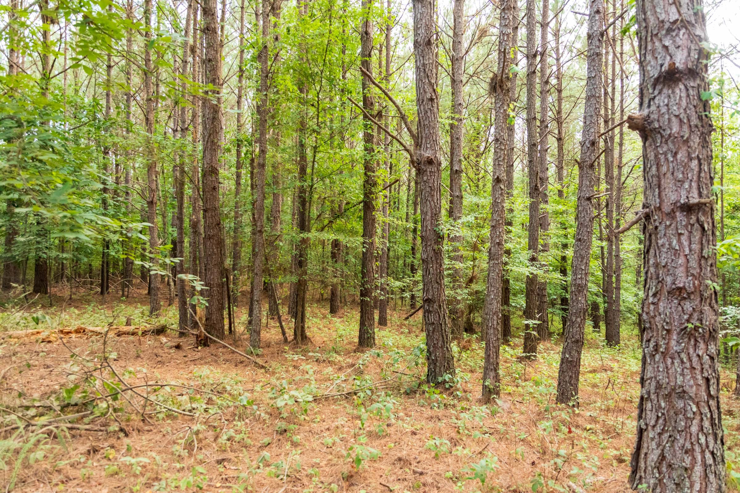 Whiskey Ridge Tract 69 photo 8
