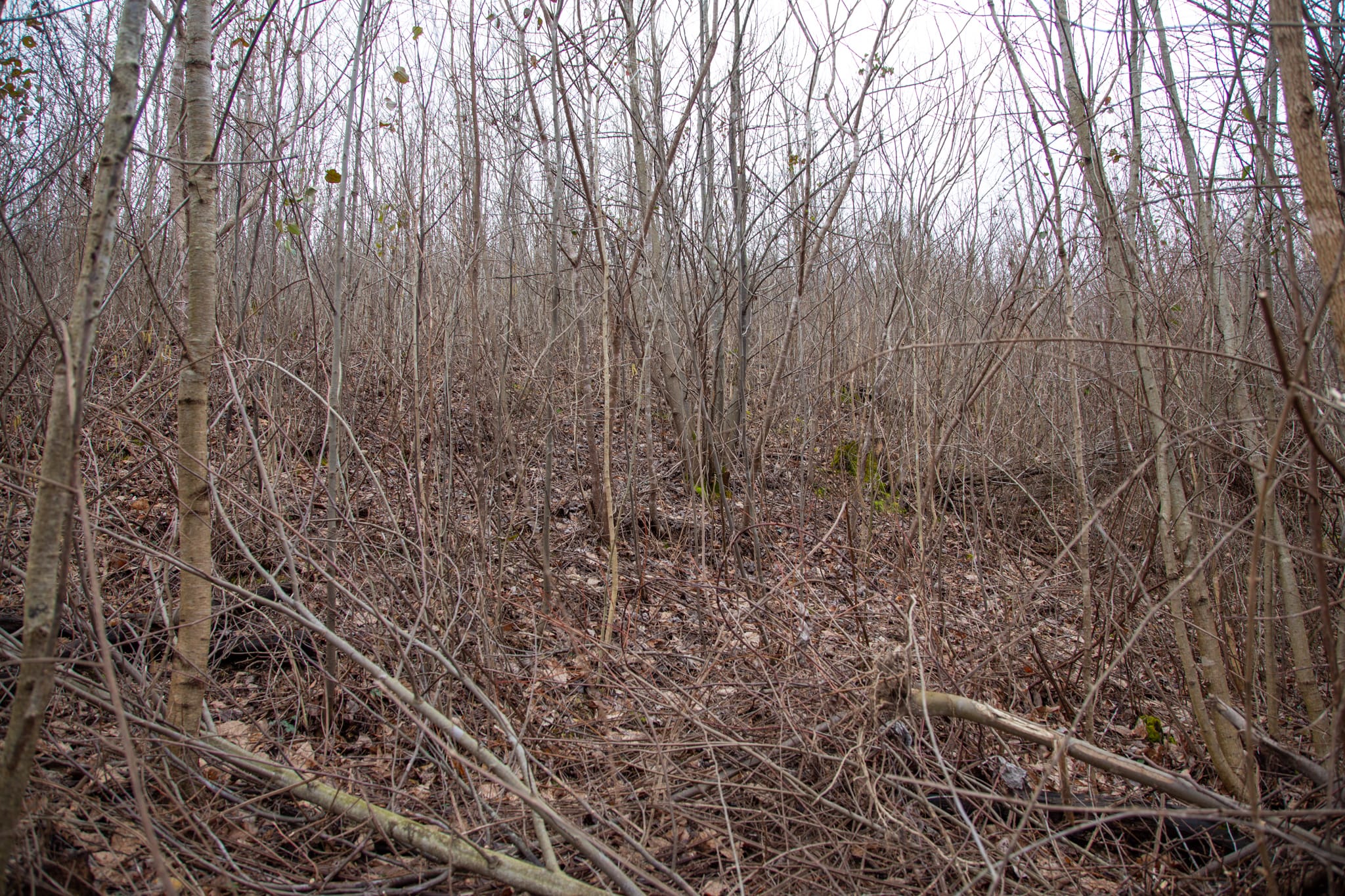 Southwind Ranch Tract 19 photo 5