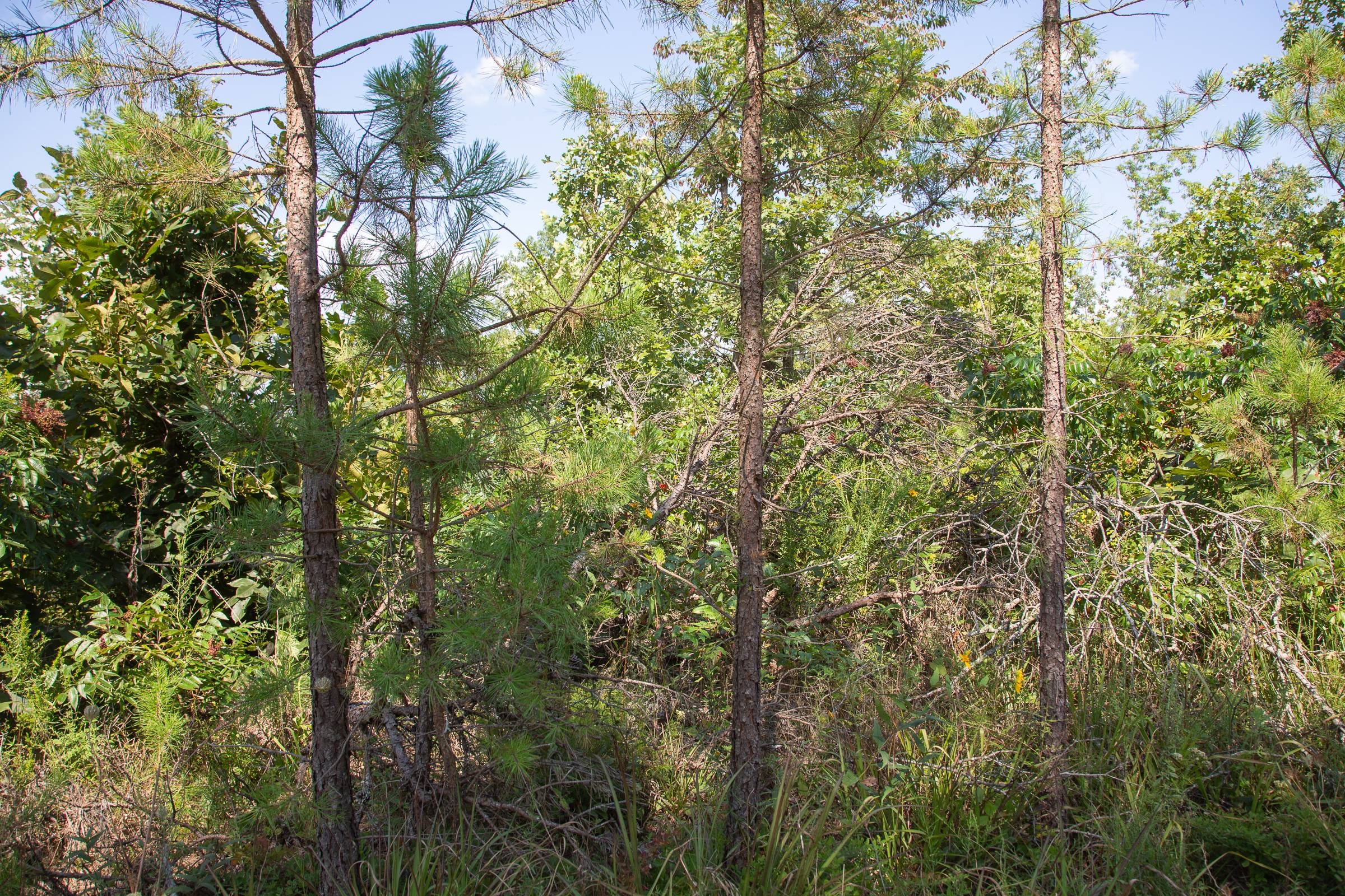 Borgmann’s Hollow Phase I Tract 20 photo 3