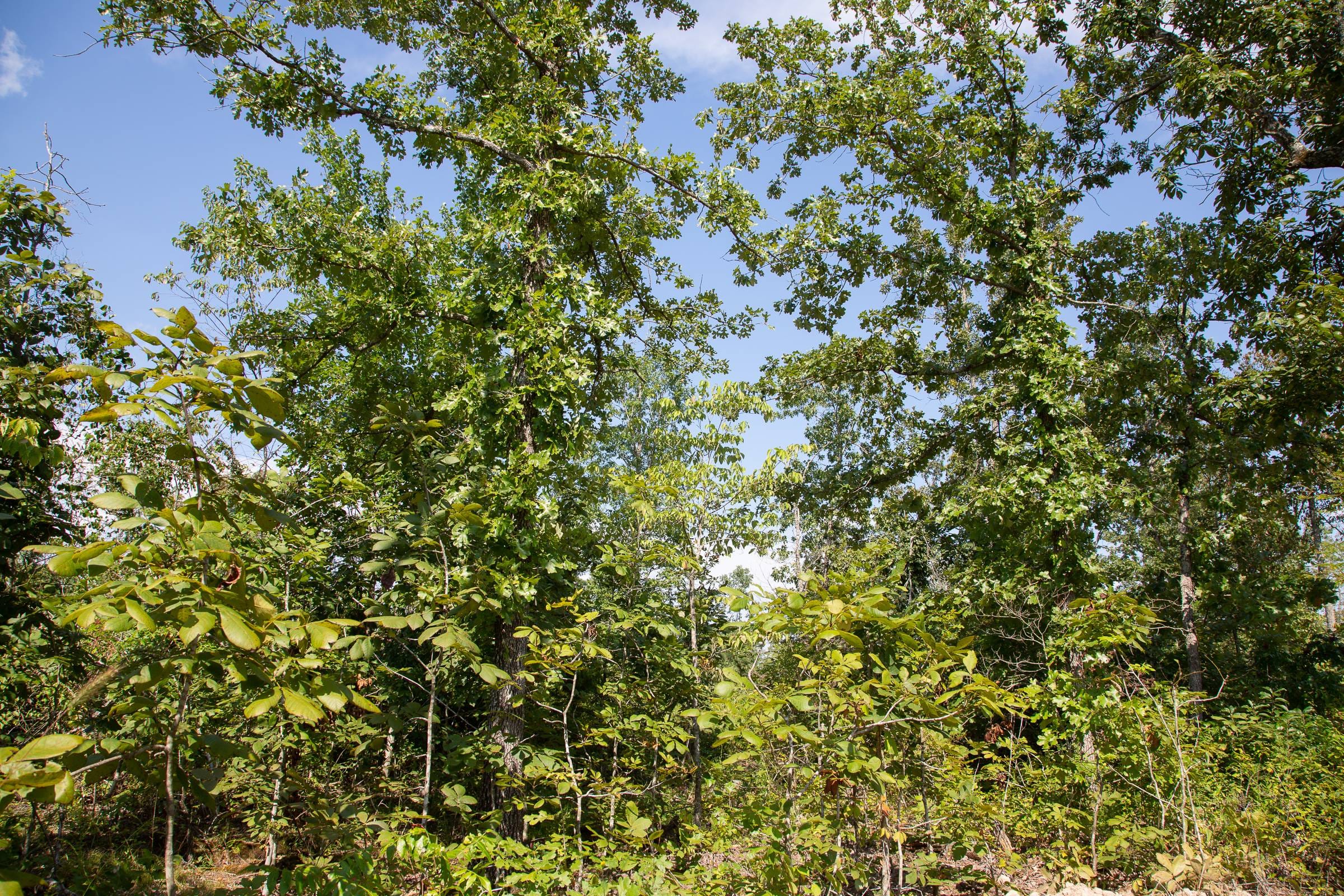 Borgmann’s Hollow Phase I Tract 20 photo 6