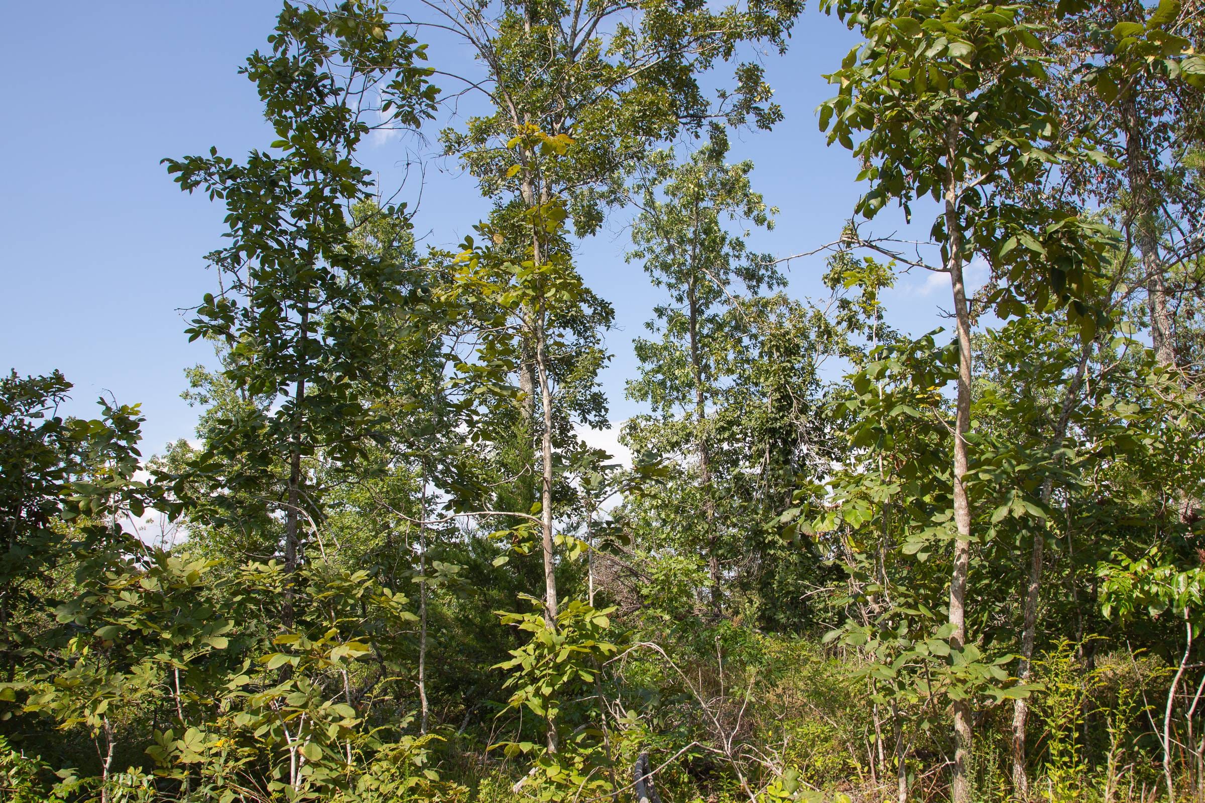 Borgmann’s Hollow Phase I Tract 20 photo 7