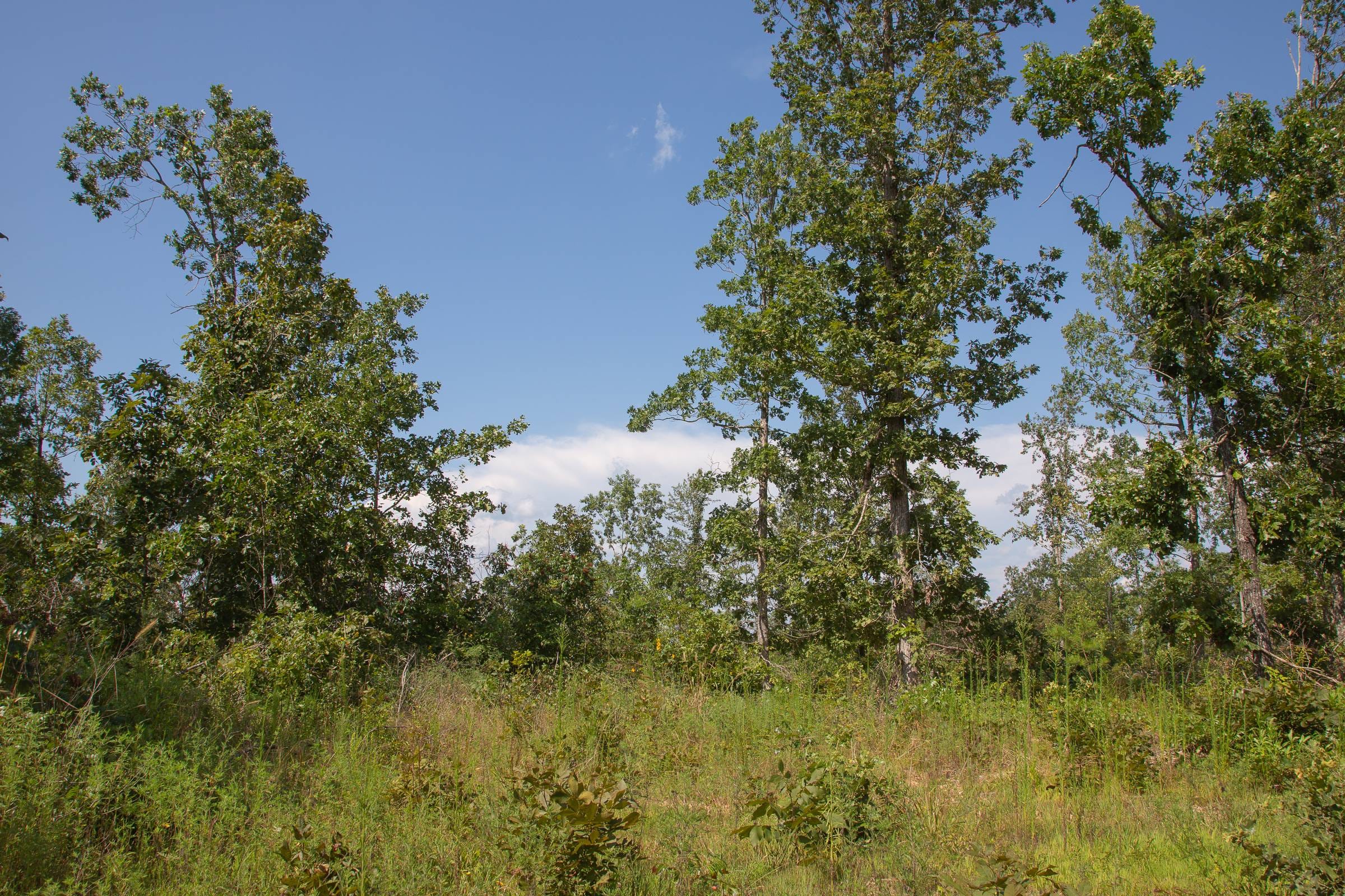 Borgmann’s Hollow Phase I Tract 20 photo 8