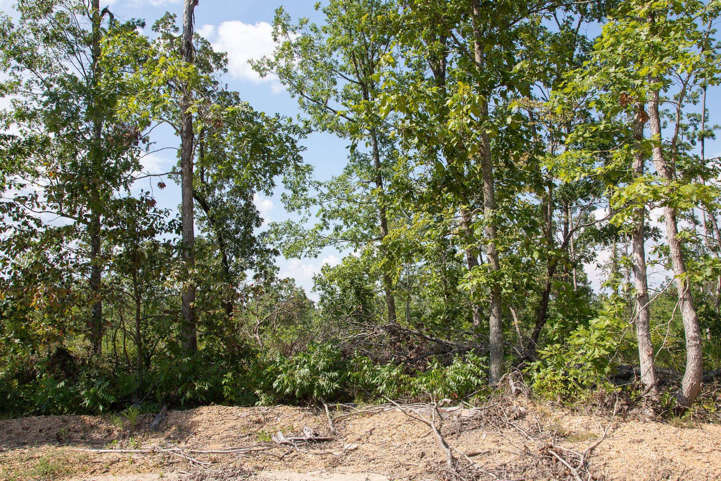 Borgmann’s Hollow Phase I Tract 20 photo 11