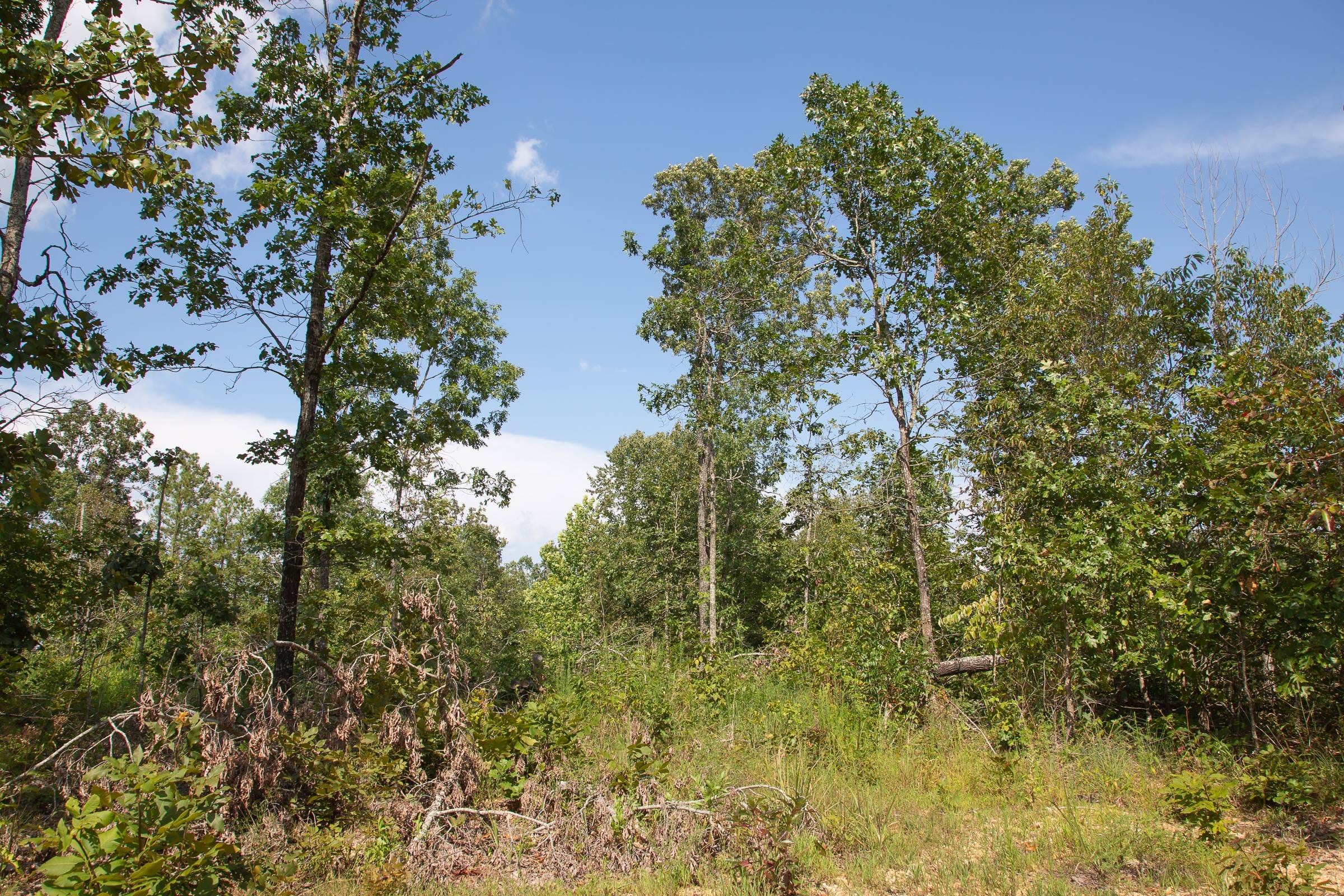 Borgmann’s Hollow Phase I Tract 20 photo 16