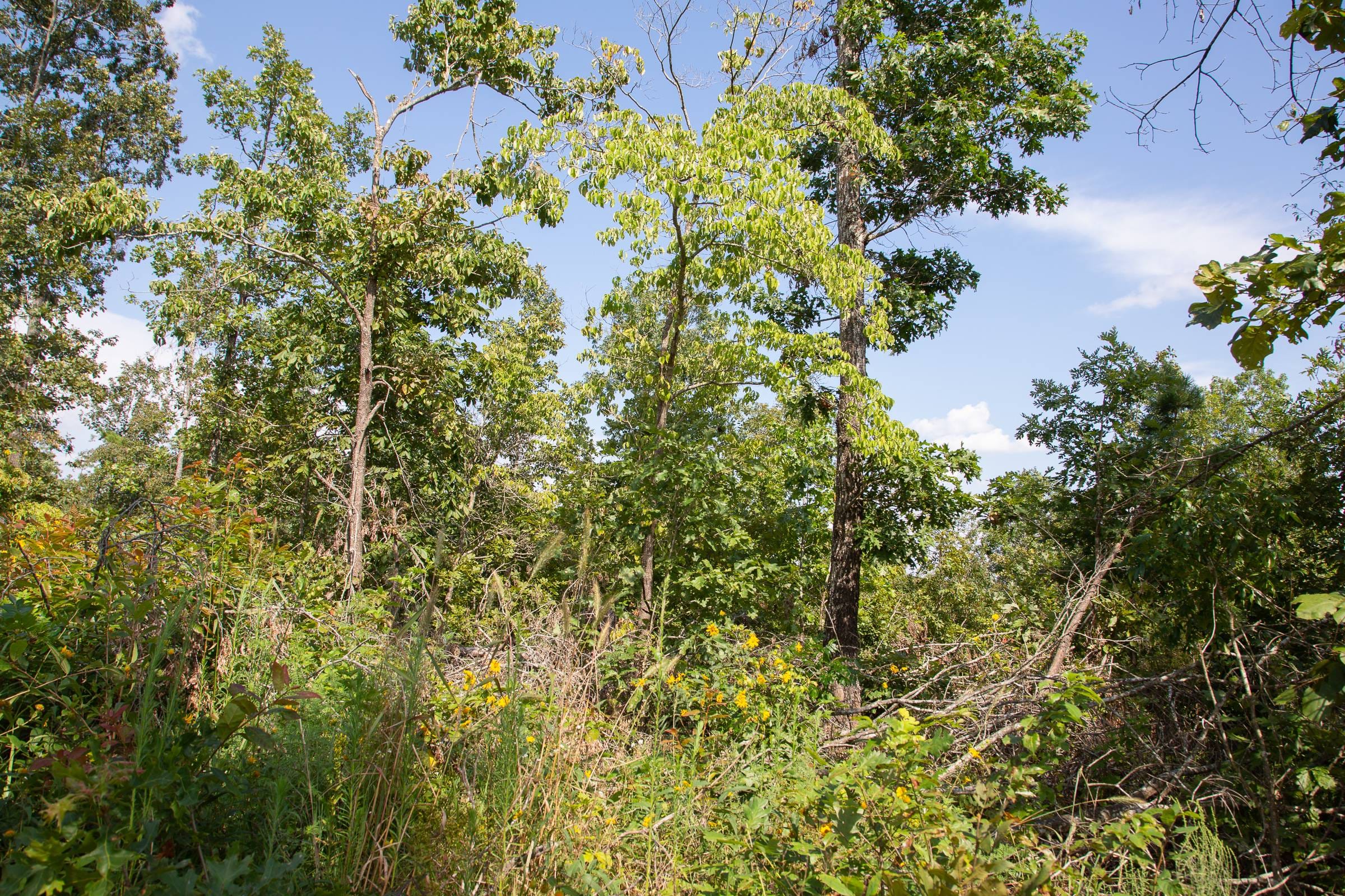 Borgmann’s Hollow Phase I Tract 20 photo 18