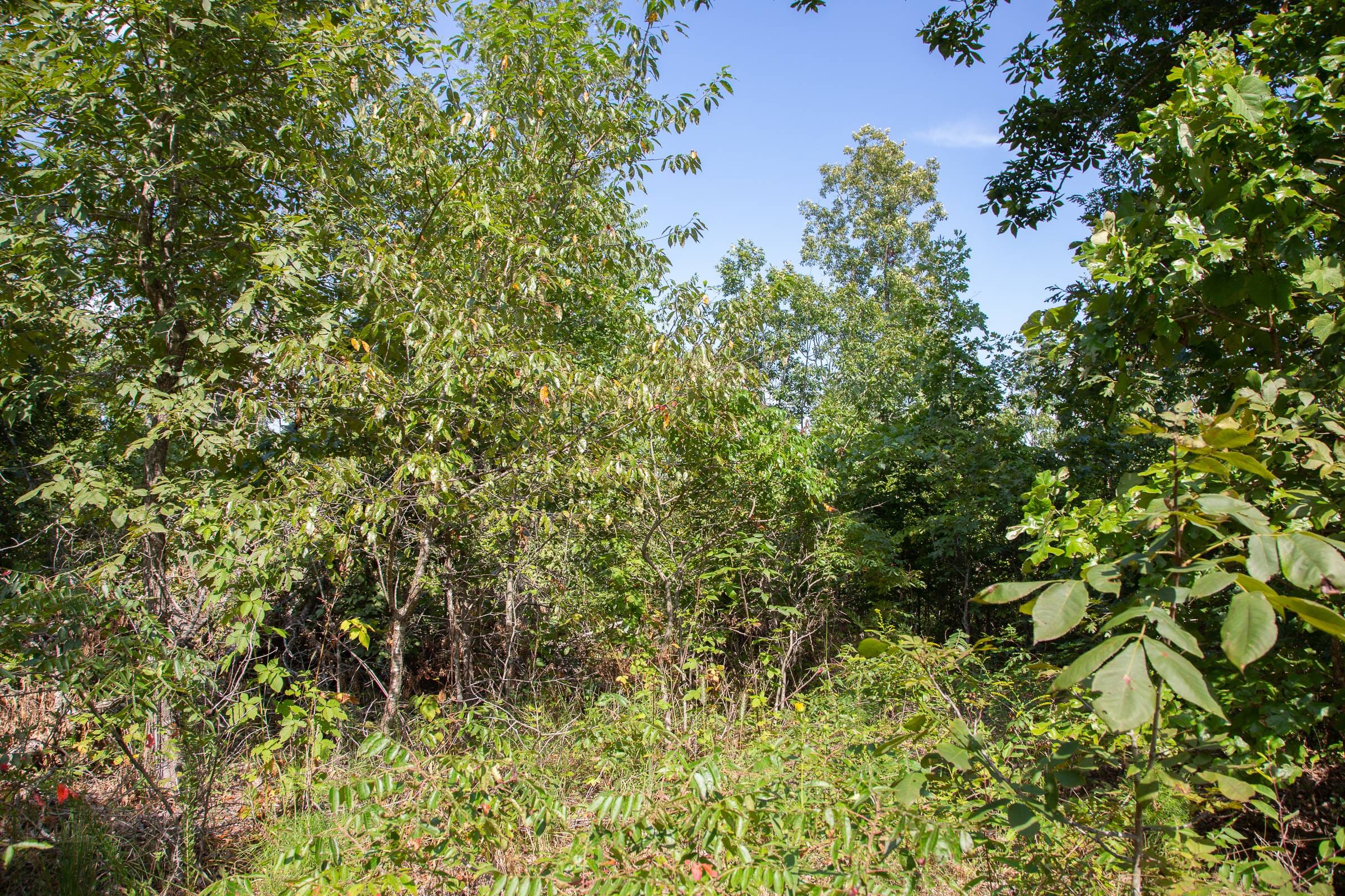 Borgmann’s Hollow Phase I Tract 20 photo 21