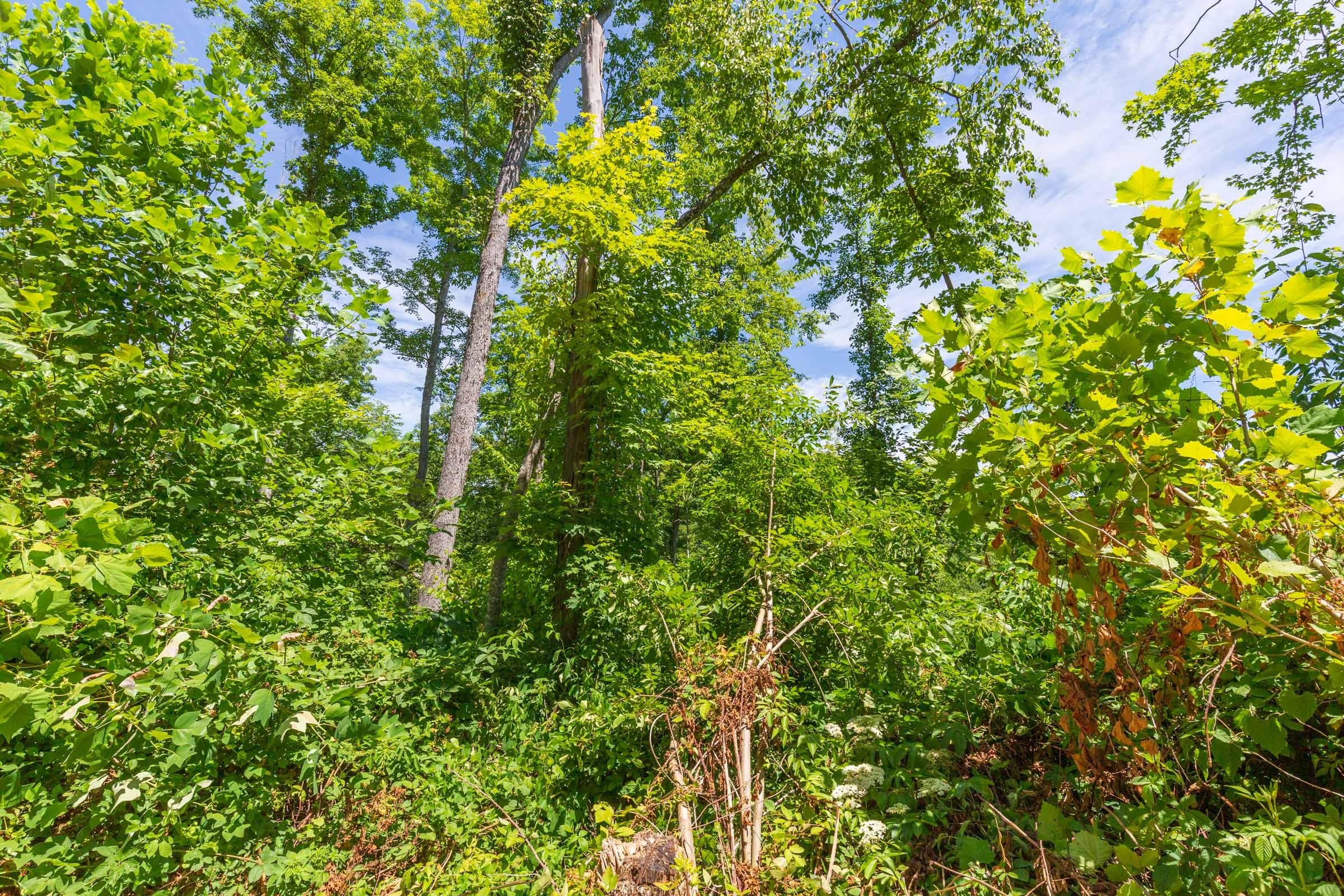 River’s Edge Tract 18 photo 4