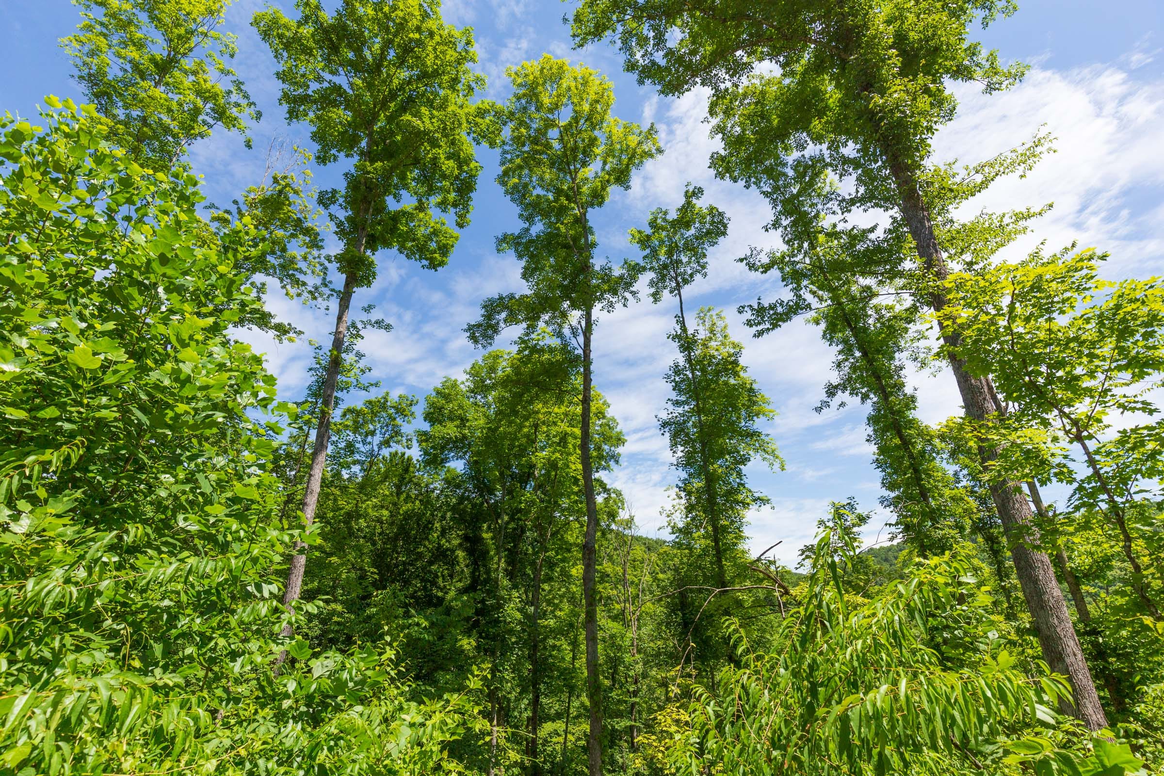 River’s Edge Tract 18 photo 5